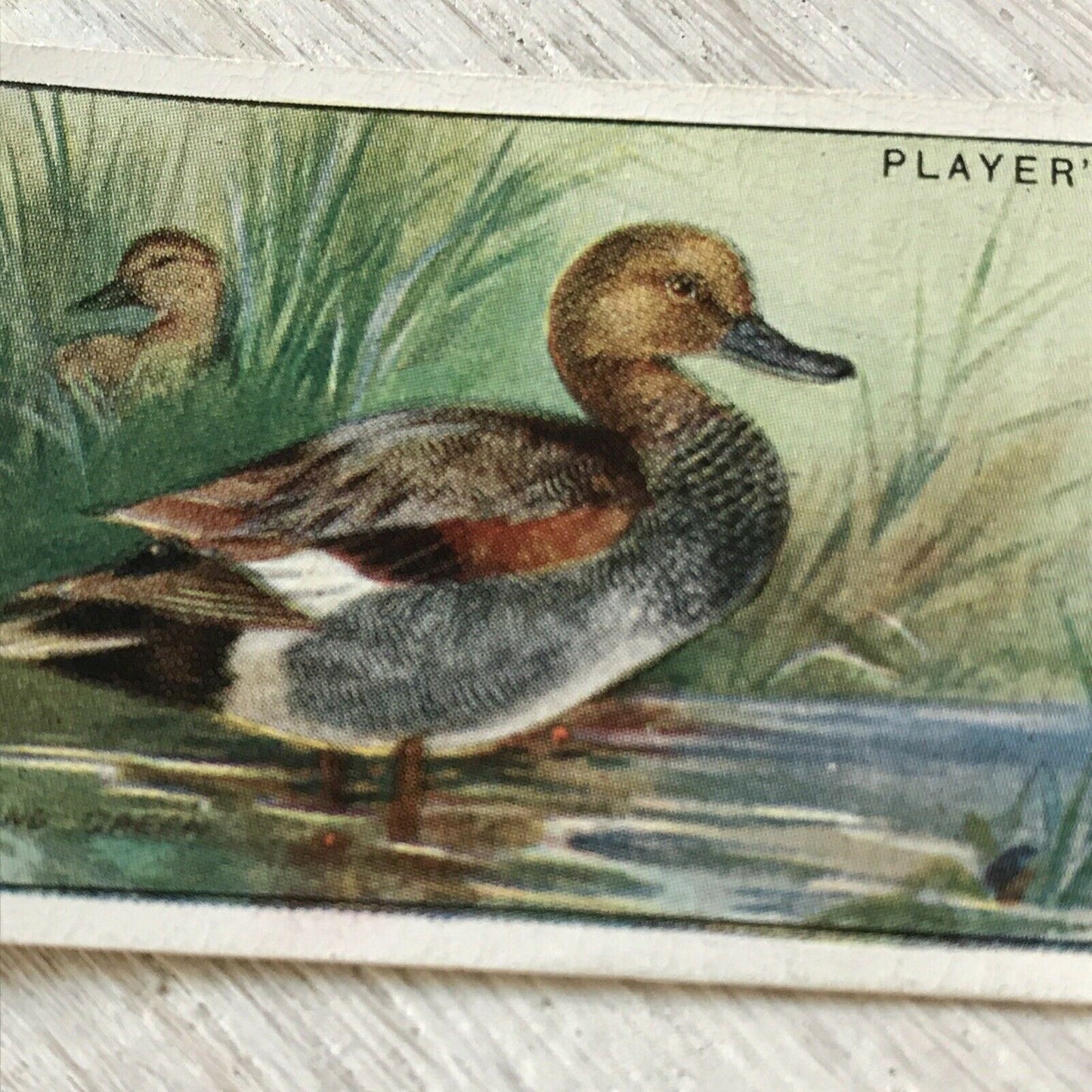 Players Cigarette Card Game Birds & Wild Fowl. 11 Gadwall Duck Norfolk Vintage