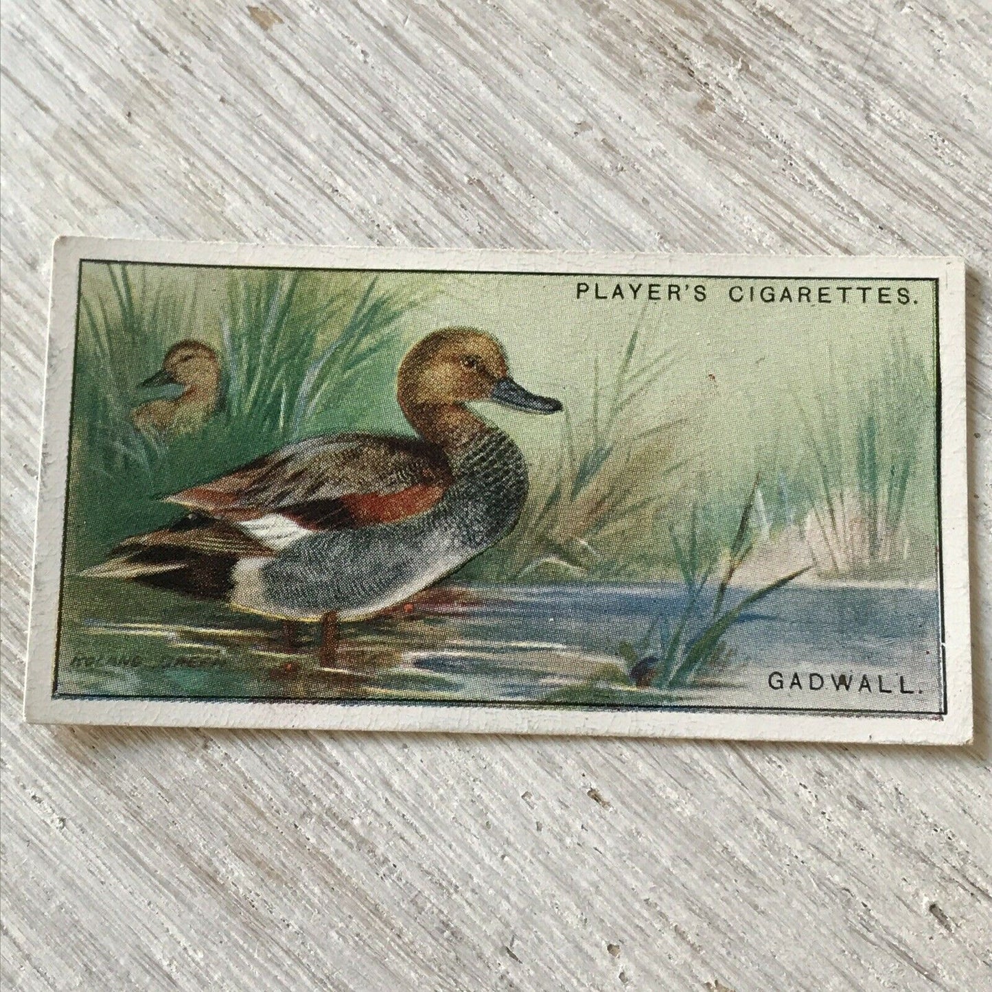 Players Cigarette Card Game Birds & Wild Fowl. 11 Gadwall Duck Norfolk Vintage