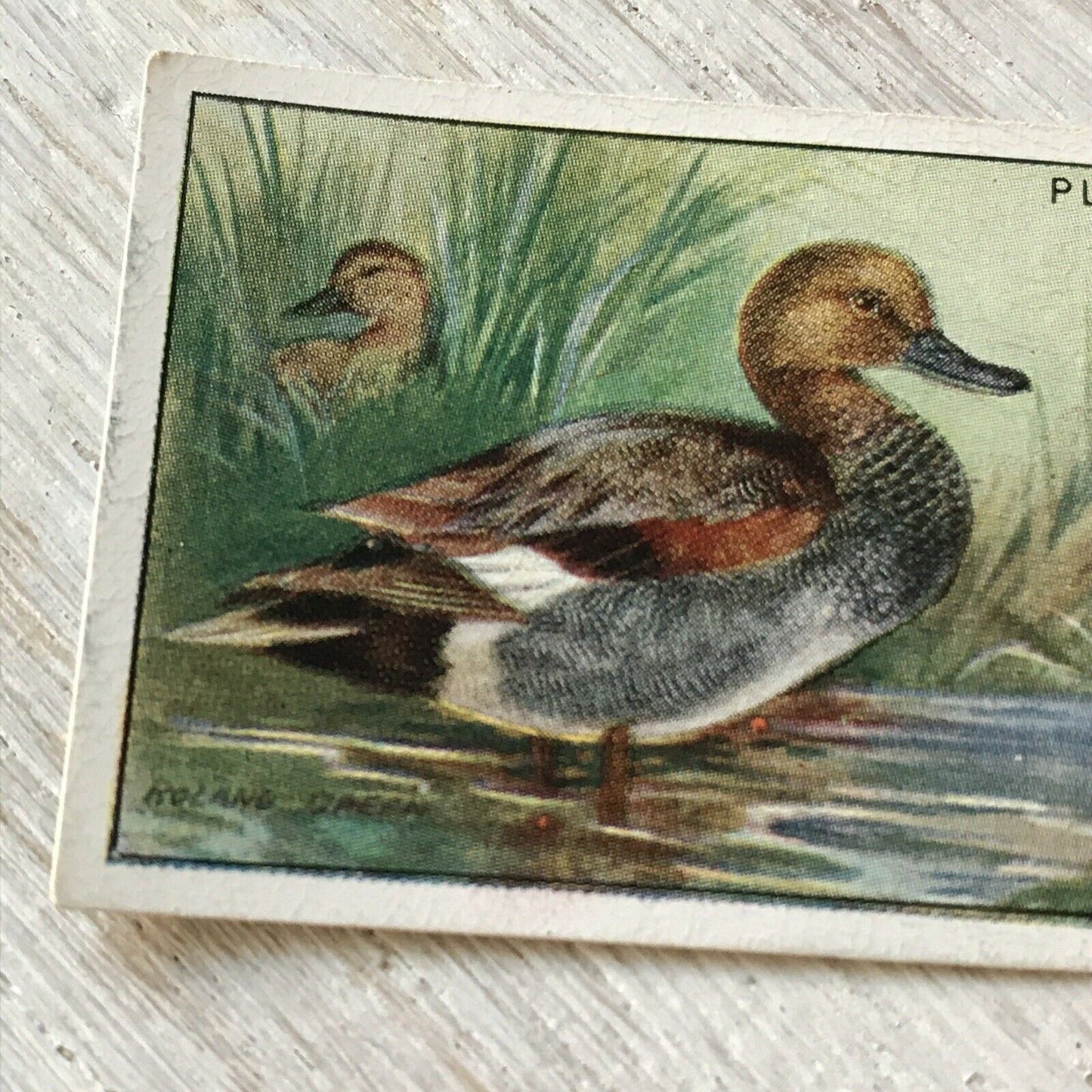 Players Cigarette Card Game Birds & Wild Fowl. 11 Gadwall Duck Norfolk Vintage