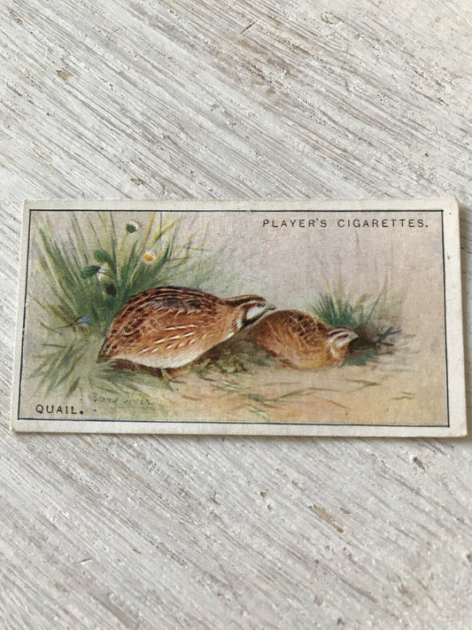 Players Cigarette Card Game Birds & Wild Fowl. 36 Quail. 1927 1920s Vintage