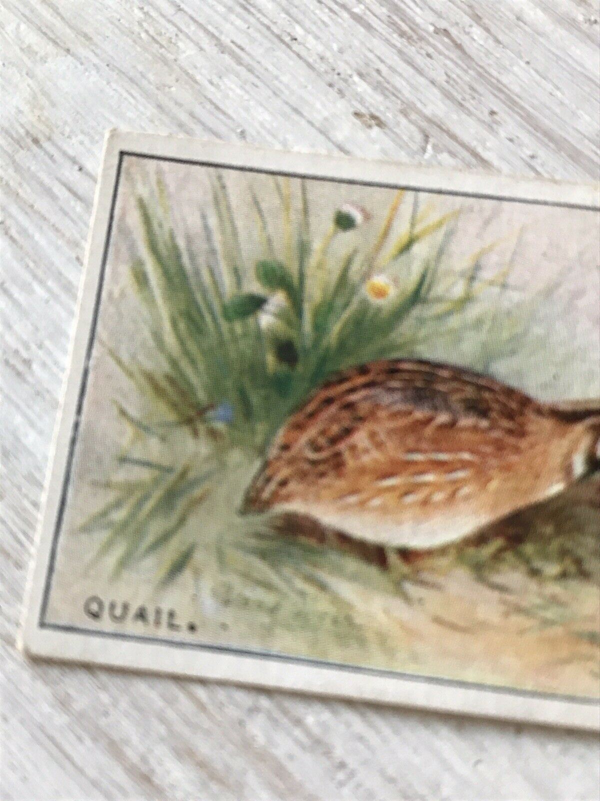 Players Cigarette Card Game Birds & Wild Fowl. 36 Quail. 1927 1920s Vintage