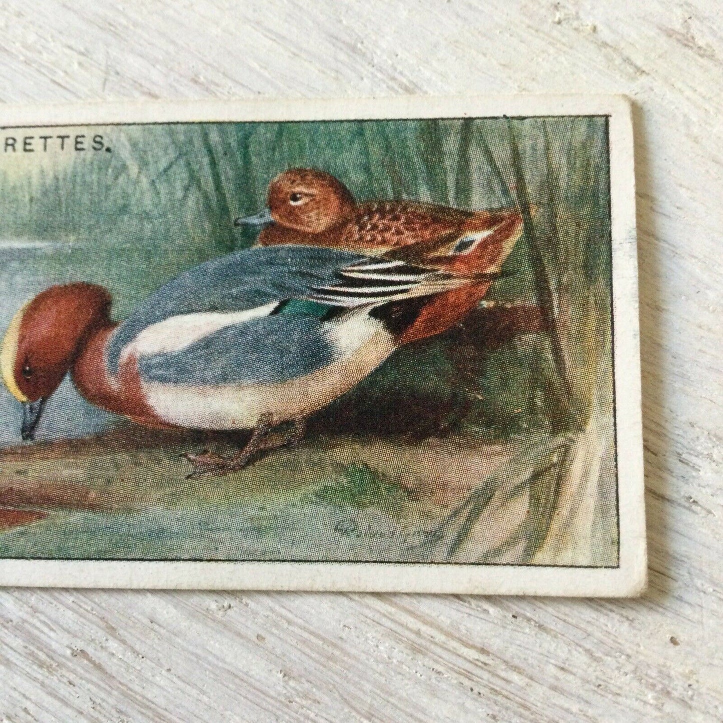 Players Cigarette Card Game Birds & Wild Fowl No.49 Widgeon Vintage Print