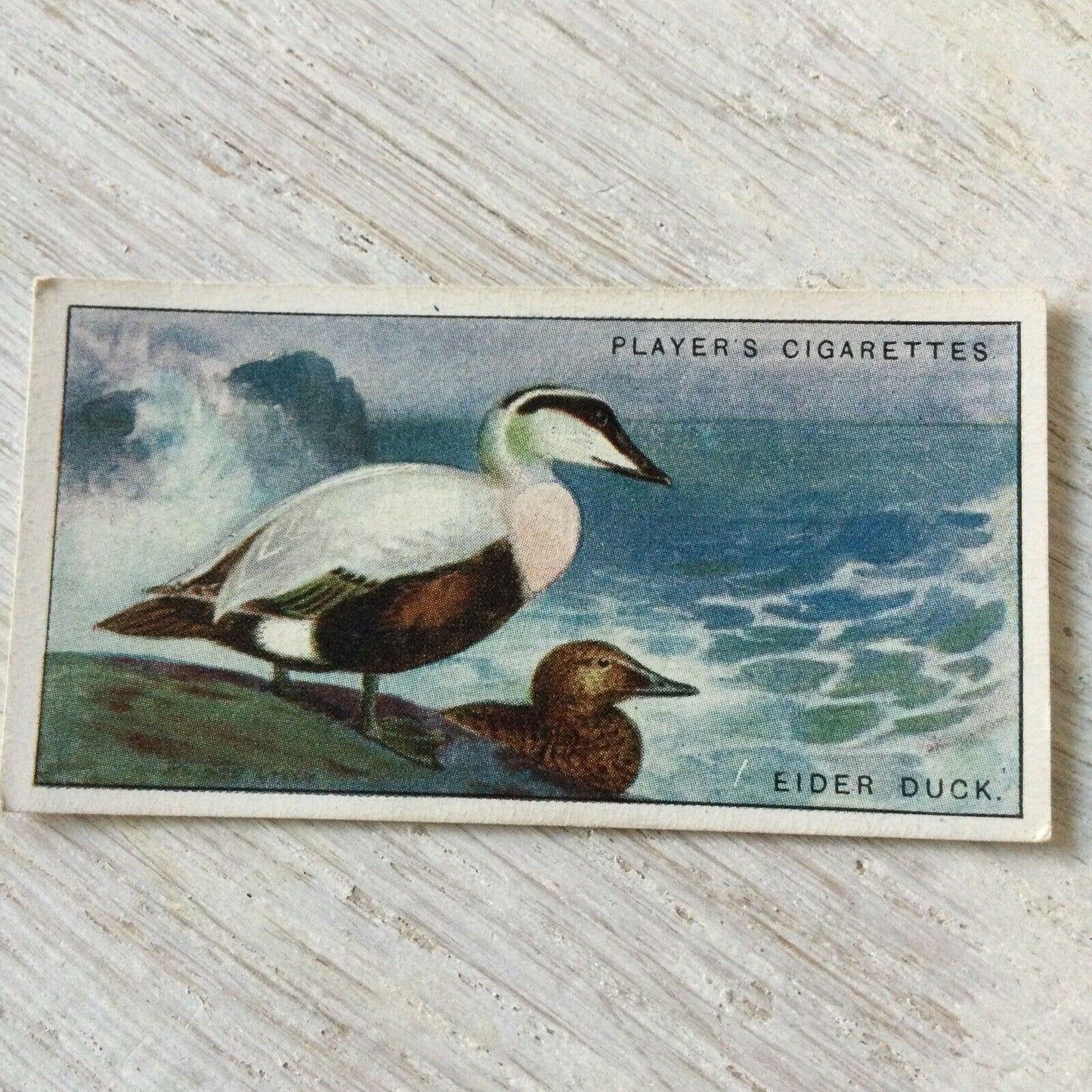 Players Cigarette Card Game Birds & Wild Fowl No. 4 Eider Duck Vintage Picture