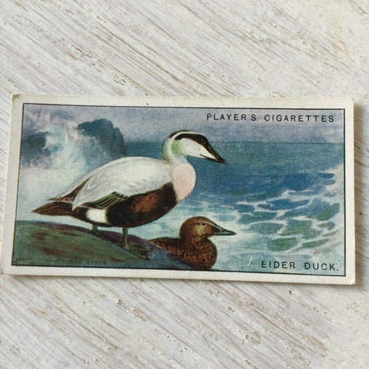 Players Cigarette Card Game Birds & Wild Fowl No. 4 Eider Duck Vintage Picture