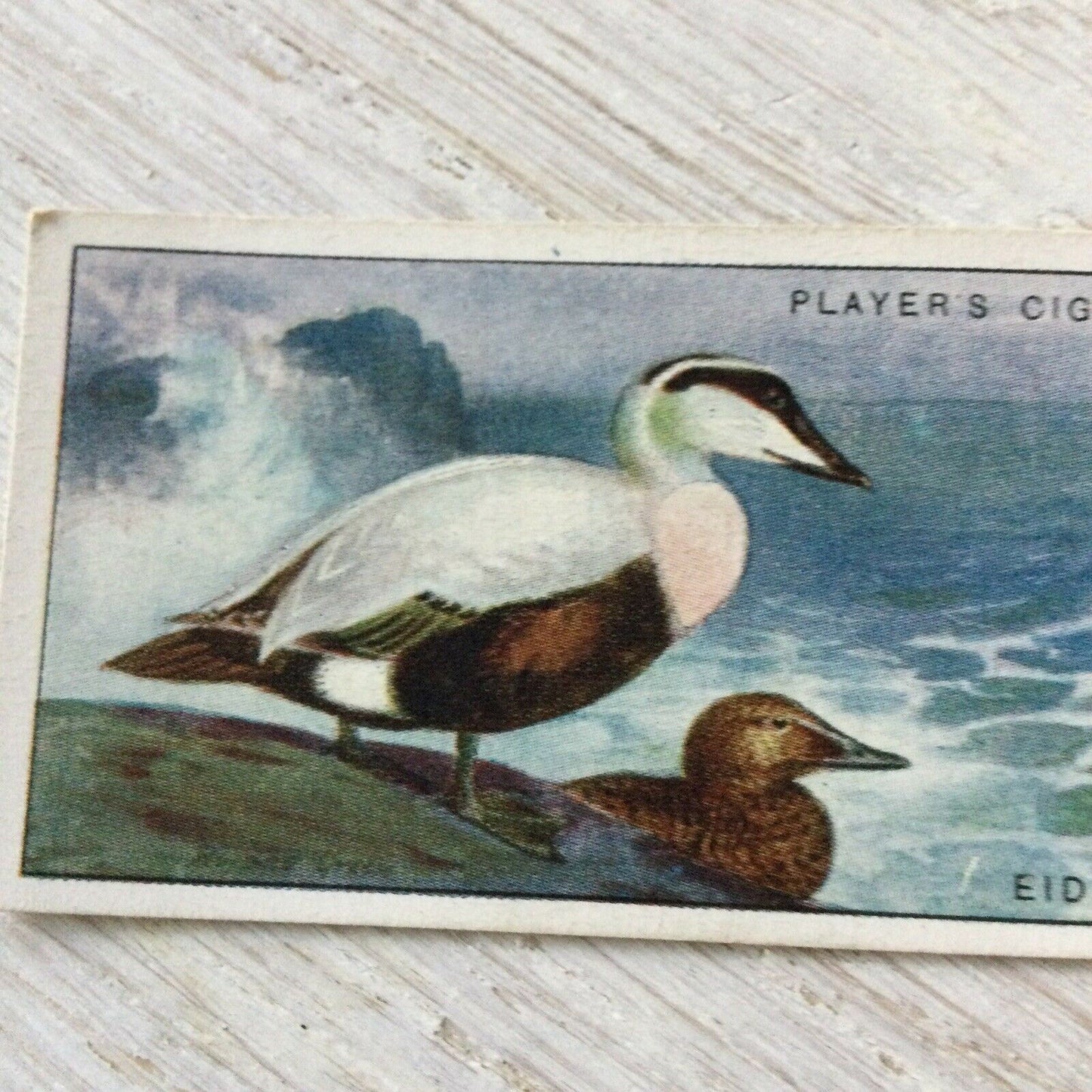 Players Cigarette Card Game Birds & Wild Fowl No. 4 Eider Duck Vintage Picture