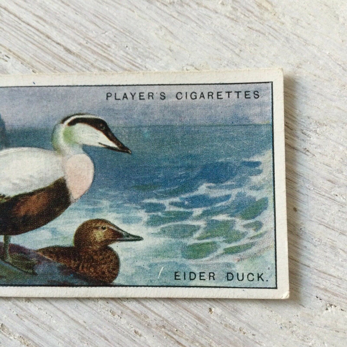 Players Cigarette Card Game Birds & Wild Fowl No. 4 Eider Duck Vintage Picture