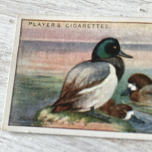 Players Cigarette Card Game Birds & Wild Fowl 7 Scaup Duck Vintage. Winter