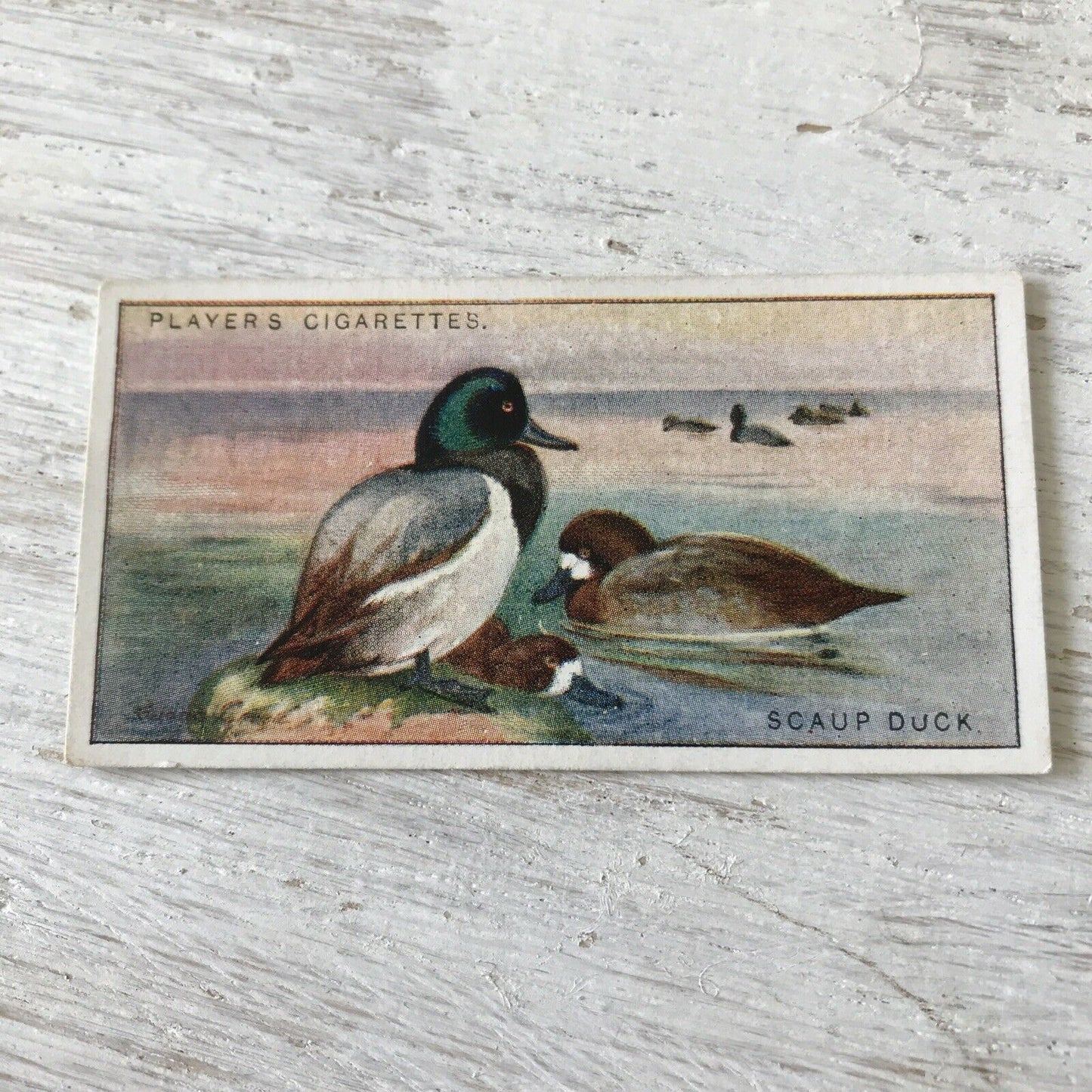 Players Cigarette Card Game Birds & Wild Fowl 7 Scaup Duck Vintage. Winter