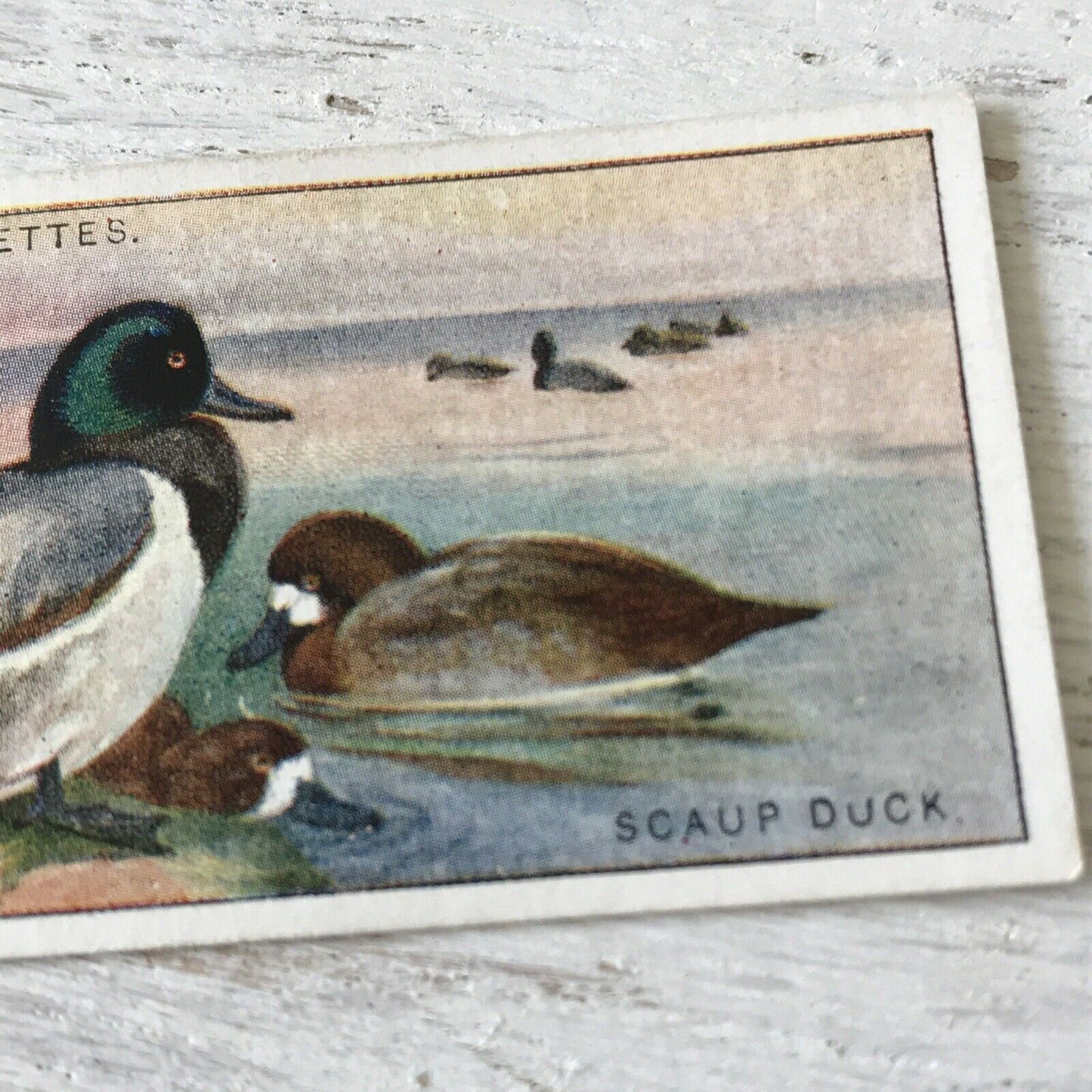 Players Cigarette Card Game Birds & Wild Fowl 7 Scaup Duck Vintage. Winter