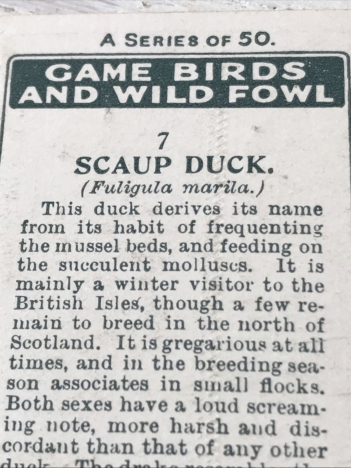 Players Cigarette Card Game Birds & Wild Fowl 7 Scaup Duck Vintage. Winter