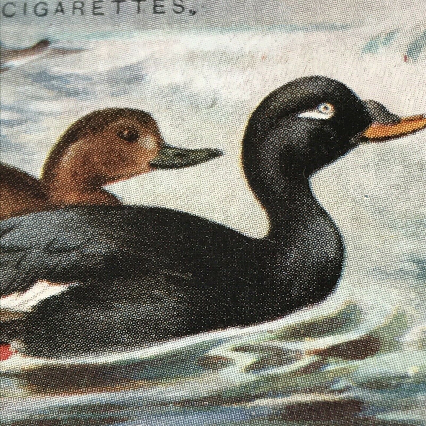 Players Cigarette Card Game Birds & Wild Fowl 38 Velvet Scoter Duck Vintage