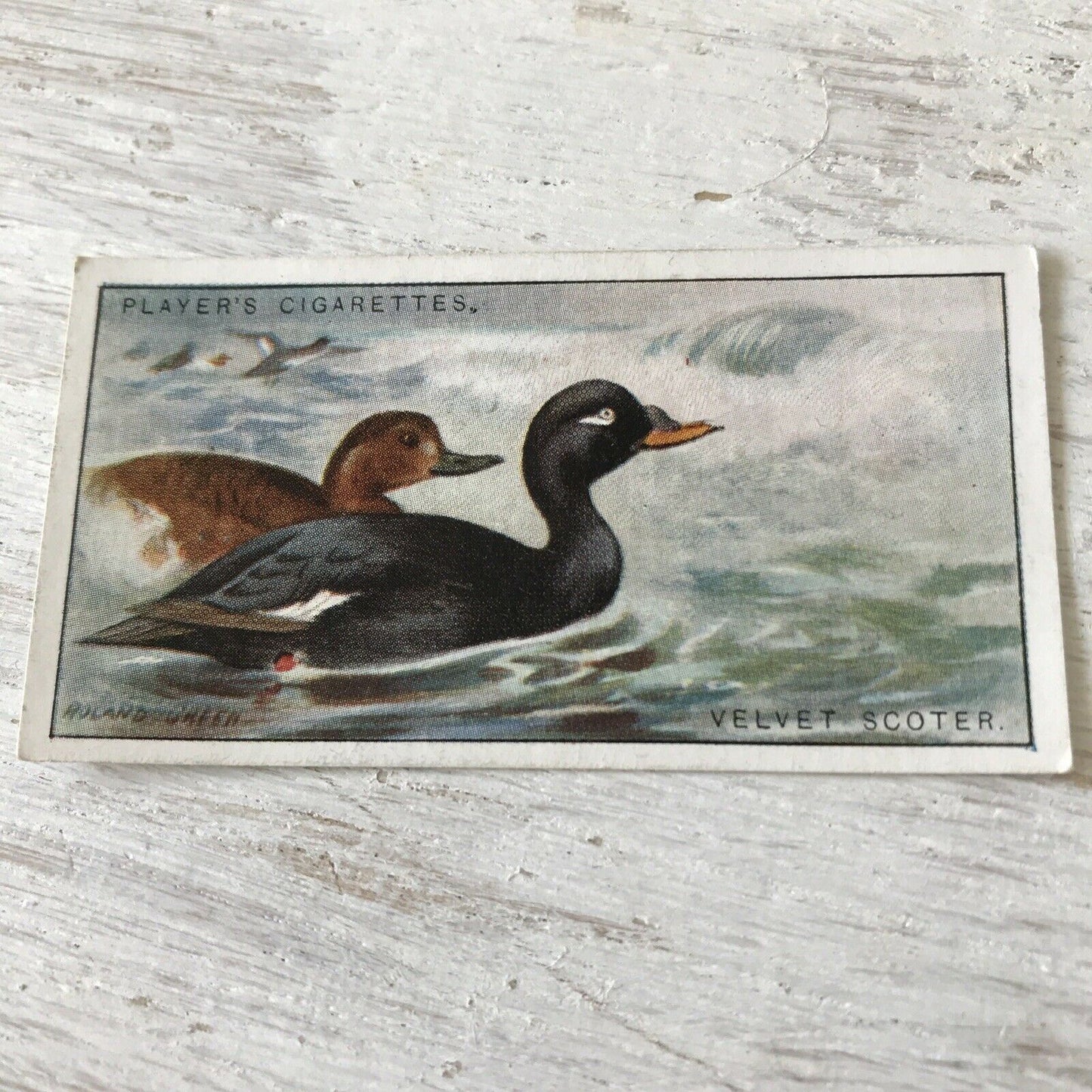 Players Cigarette Card Game Birds & Wild Fowl 38 Velvet Scoter Duck Vintage