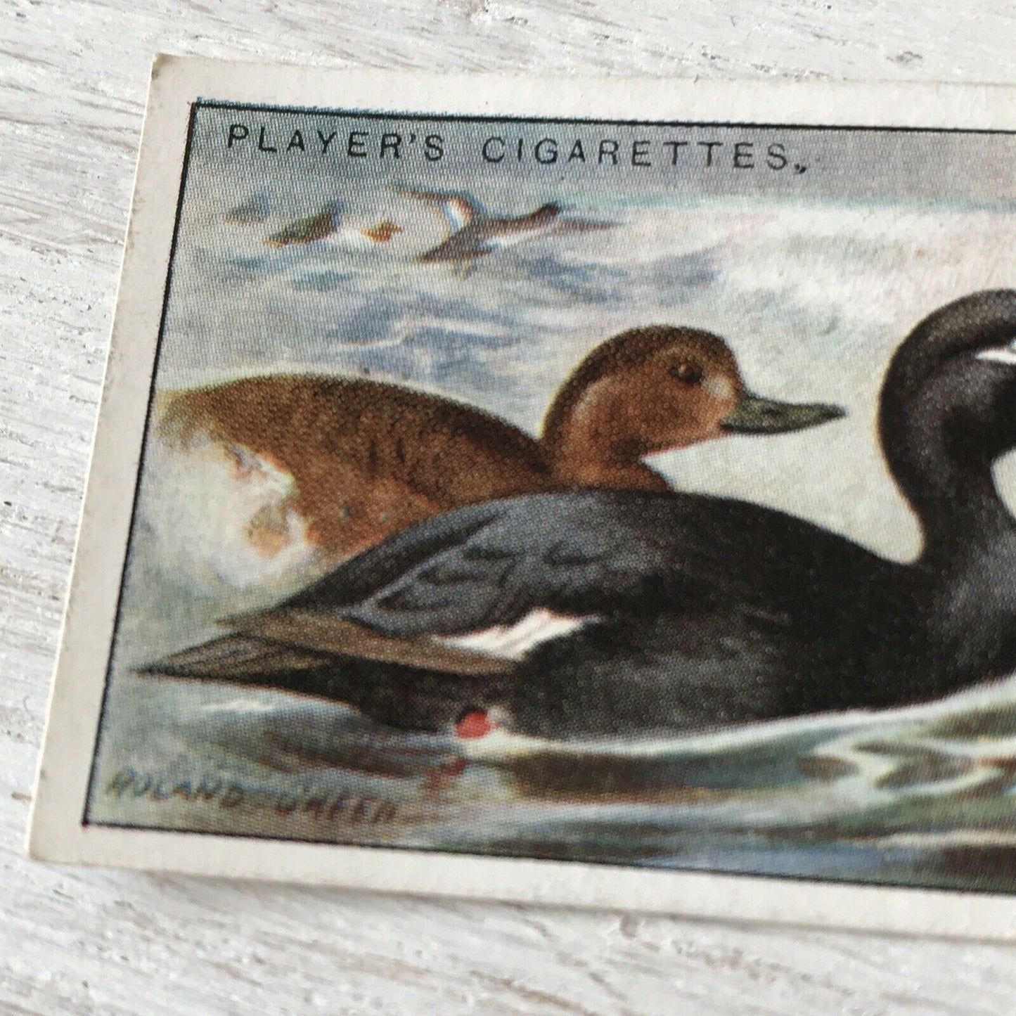 Players Cigarette Card Game Birds & Wild Fowl 38 Velvet Scoter Duck Vintage