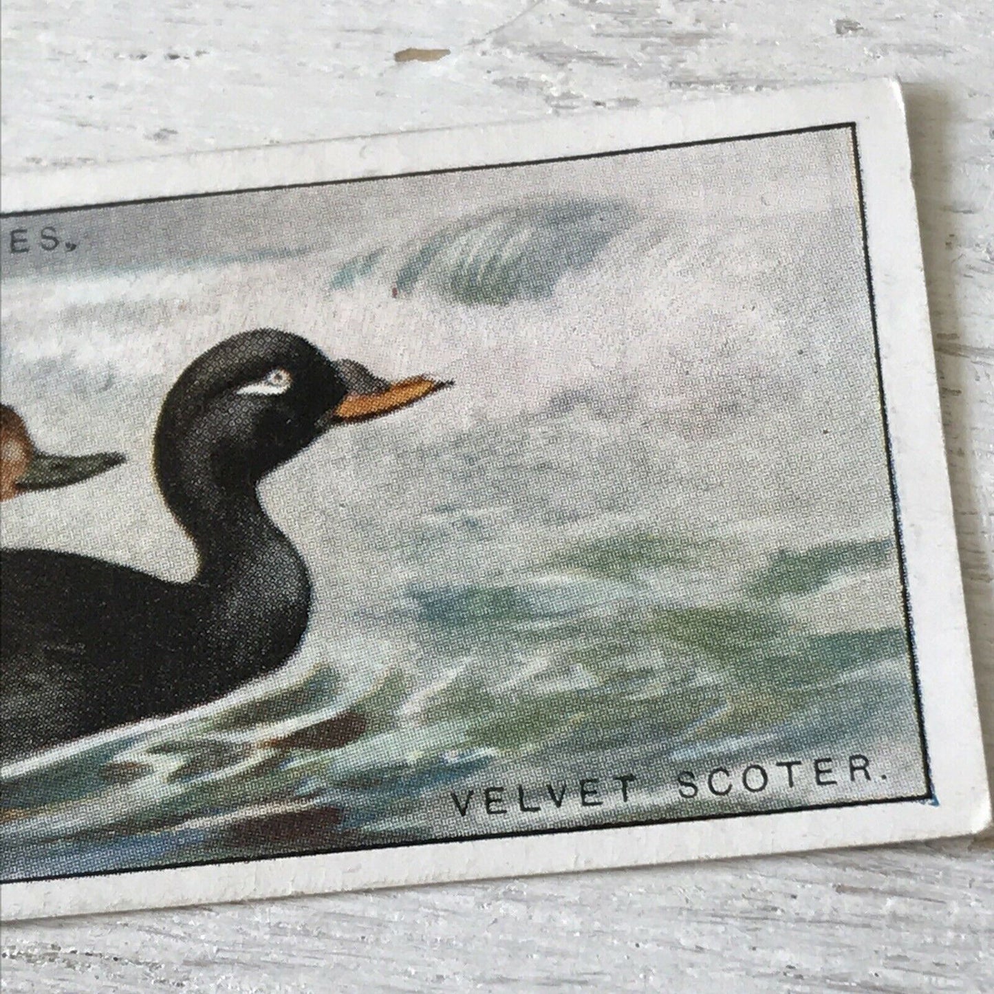 Players Cigarette Card Game Birds & Wild Fowl 38 Velvet Scoter Duck Vintage