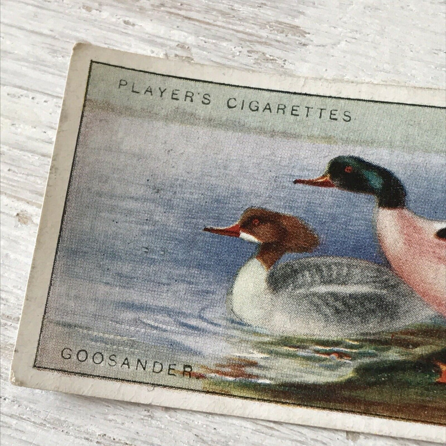 Players Cigarette Card Game Birds & Wild Fowl 14 Goosander Duck Vintage Picture