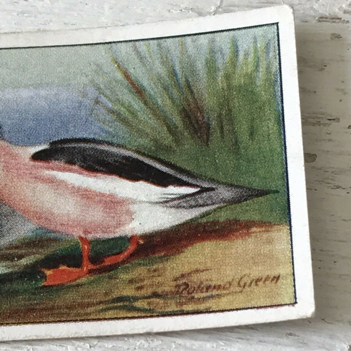 Players Cigarette Card Game Birds & Wild Fowl 14 Goosander Duck Vintage Picture