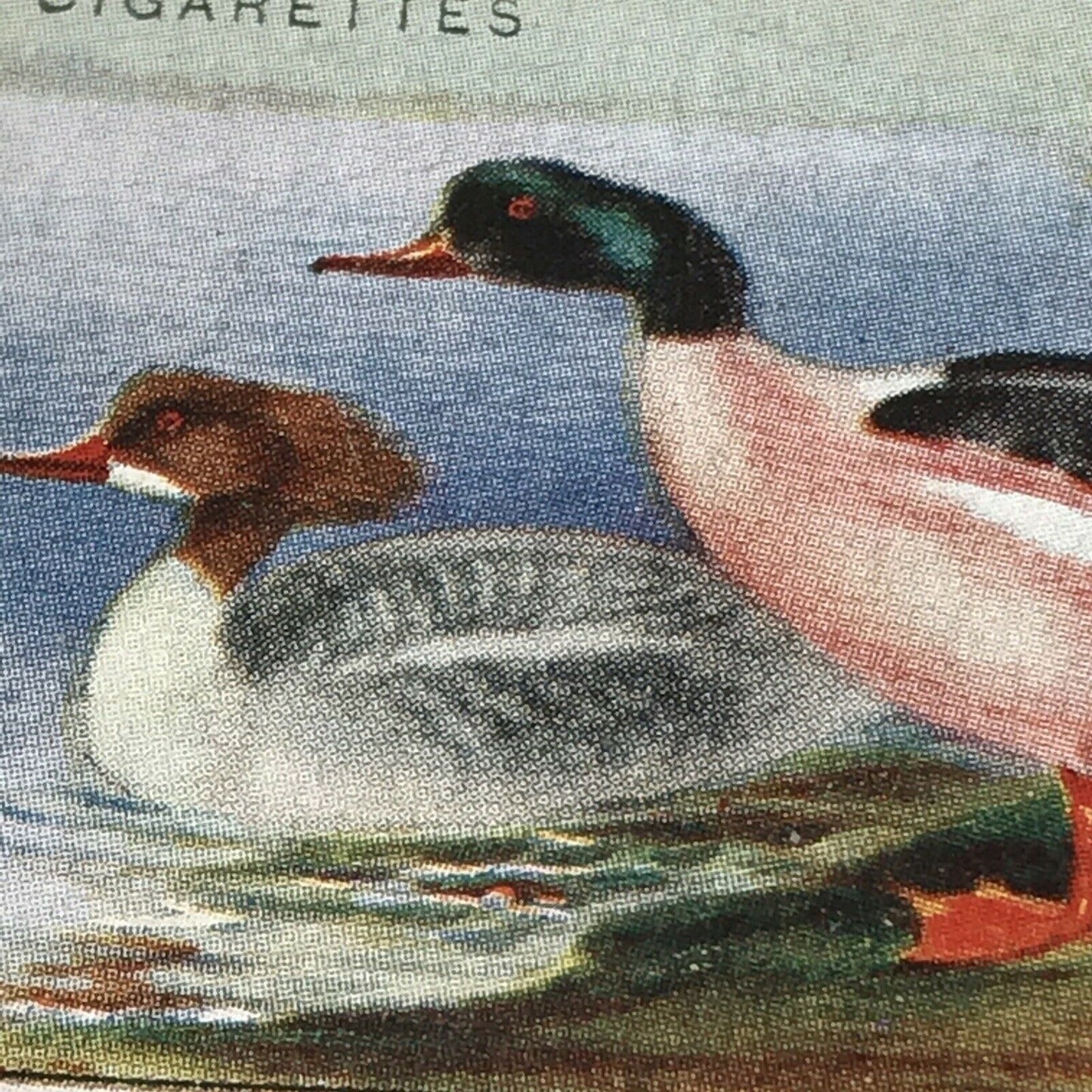 Players Cigarette Card Game Birds & Wild Fowl 14 Goosander Duck Vintage Picture