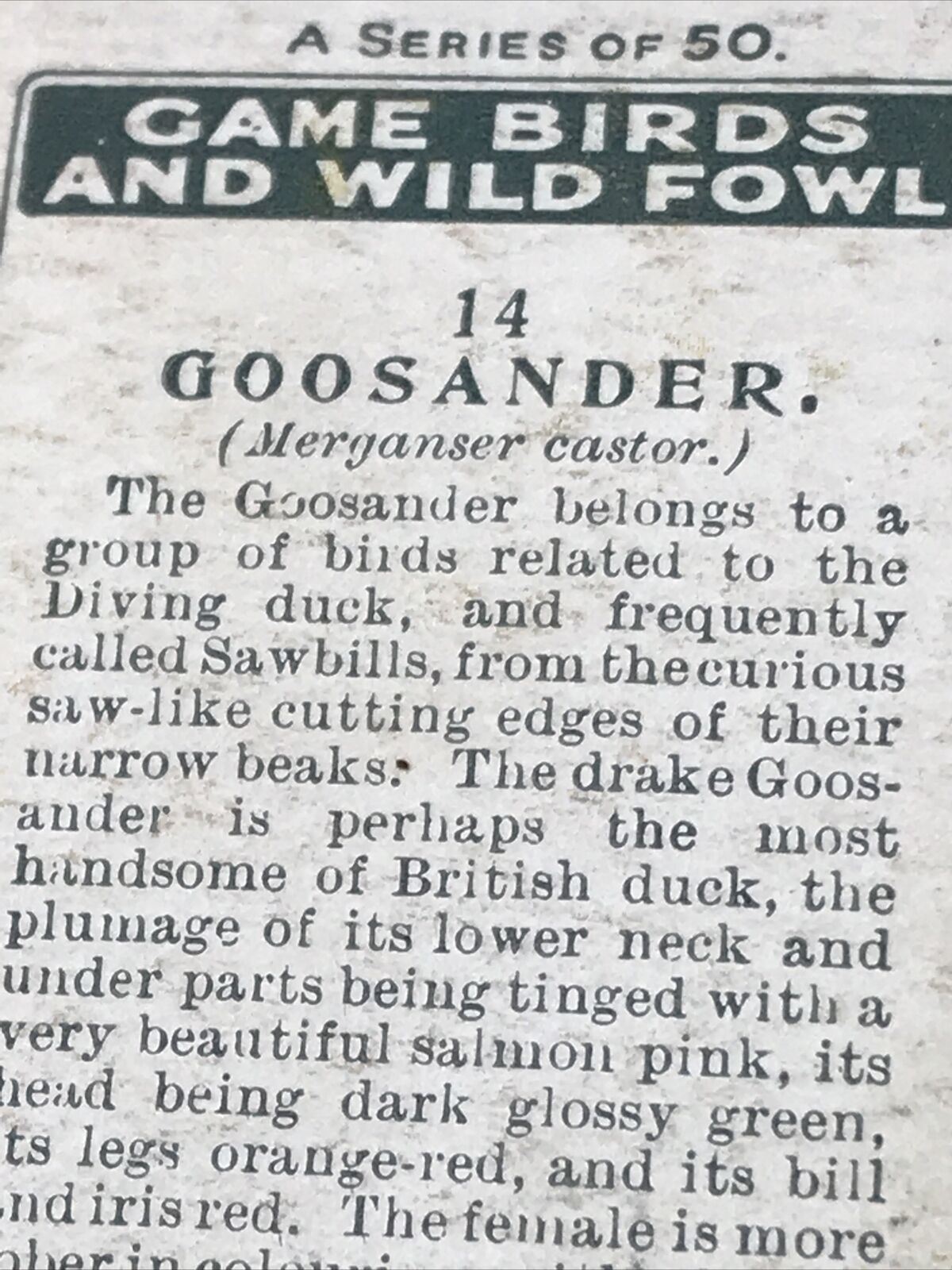 Players Cigarette Card Game Birds & Wild Fowl 14 Goosander Duck Vintage Picture