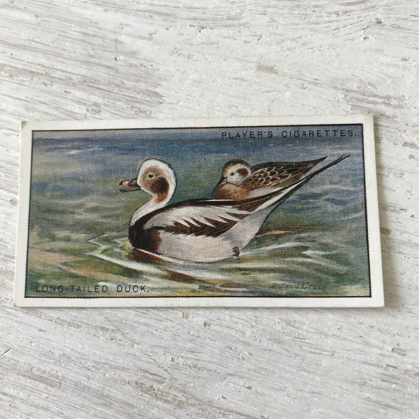 Players Cigarette Card Game Birds & Wild Fowl 5 Long Tailed Duck Vintage