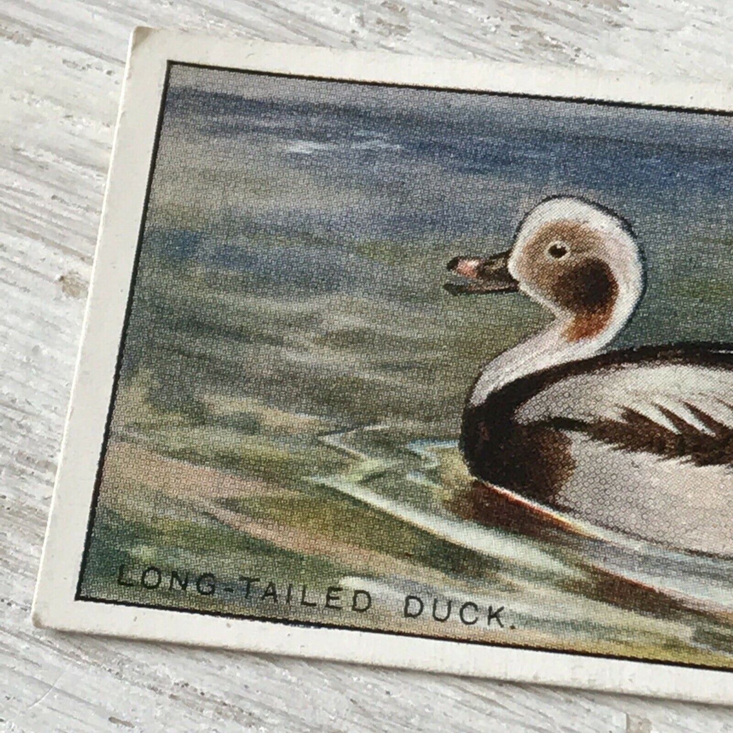 Players Cigarette Card Game Birds & Wild Fowl 5 Long Tailed Duck Vintage