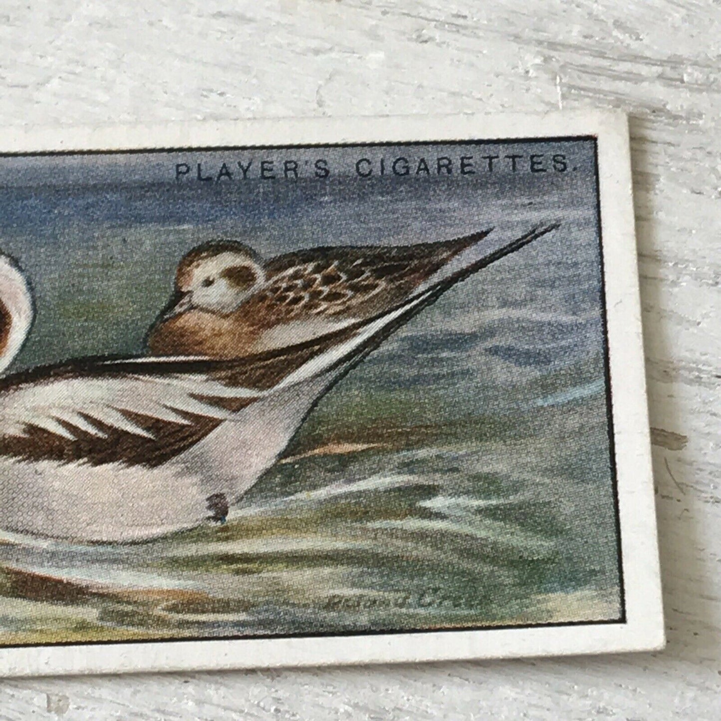 Players Cigarette Card Game Birds & Wild Fowl 5 Long Tailed Duck Vintage