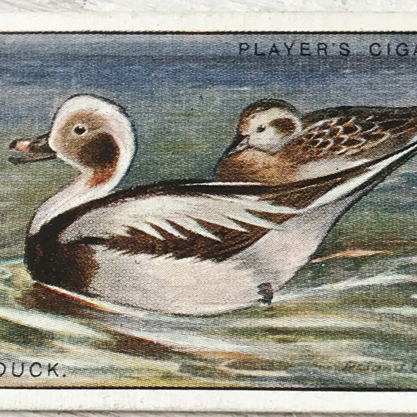 Players Cigarette Card Game Birds & Wild Fowl 5 Long Tailed Duck Vintage