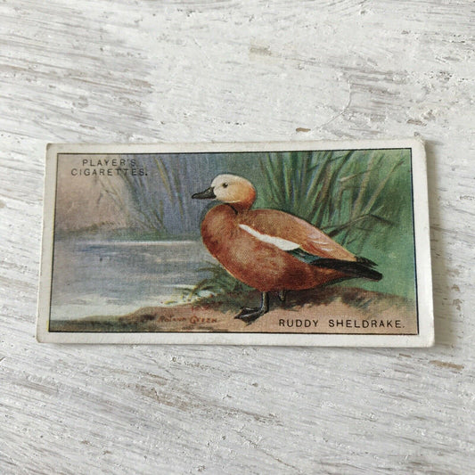 Players Cigarette Card Game Birds & Wild Fowl 40 Ruddy Sheldrake Duck Vintage