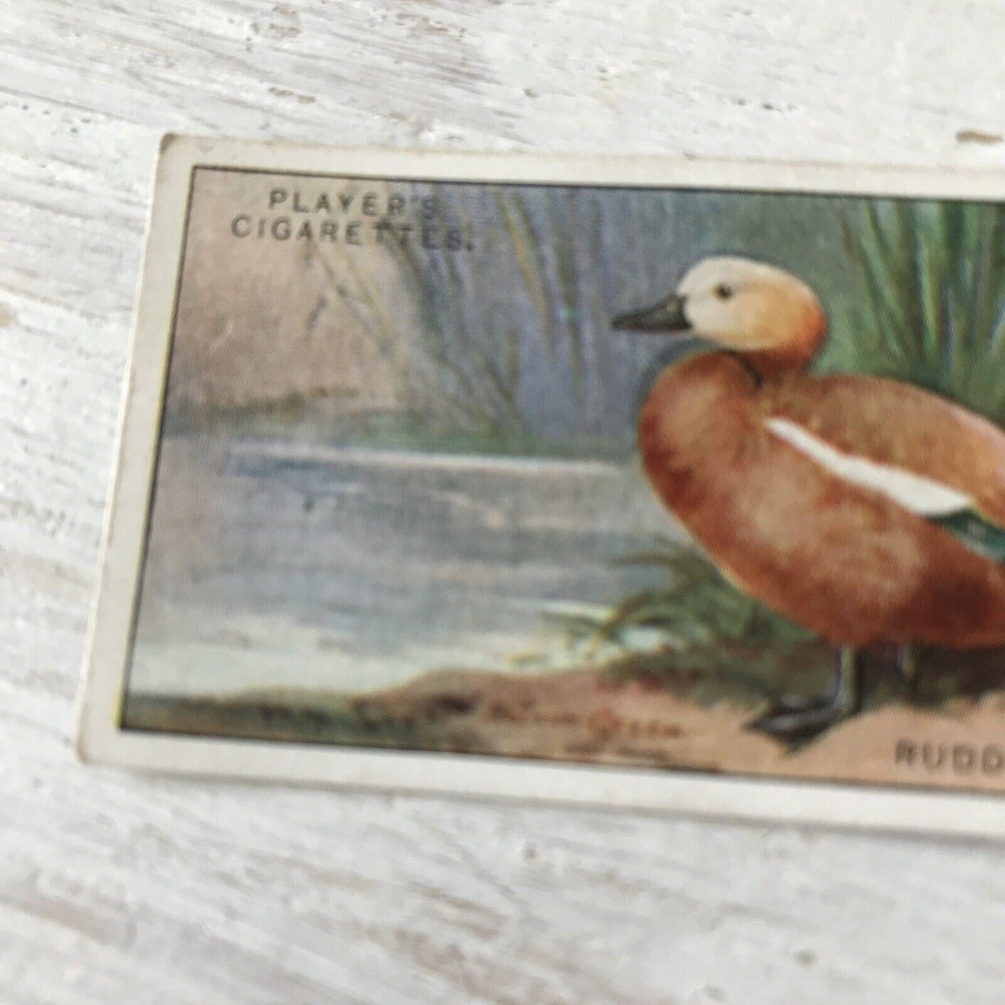 Players Cigarette Card Game Birds & Wild Fowl 40 Ruddy Sheldrake Duck Vintage