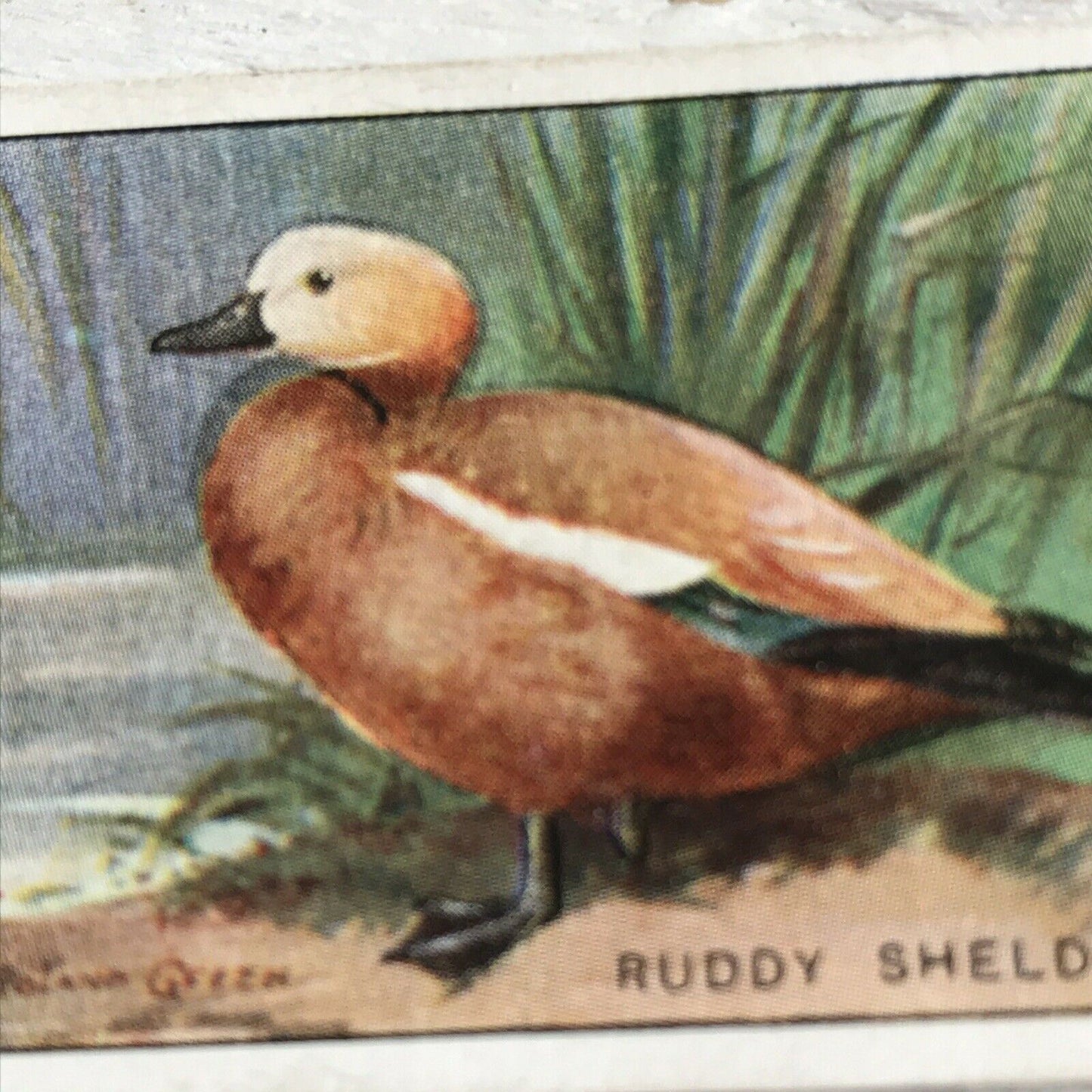 Players Cigarette Card Game Birds & Wild Fowl 40 Ruddy Sheldrake Duck Vintage