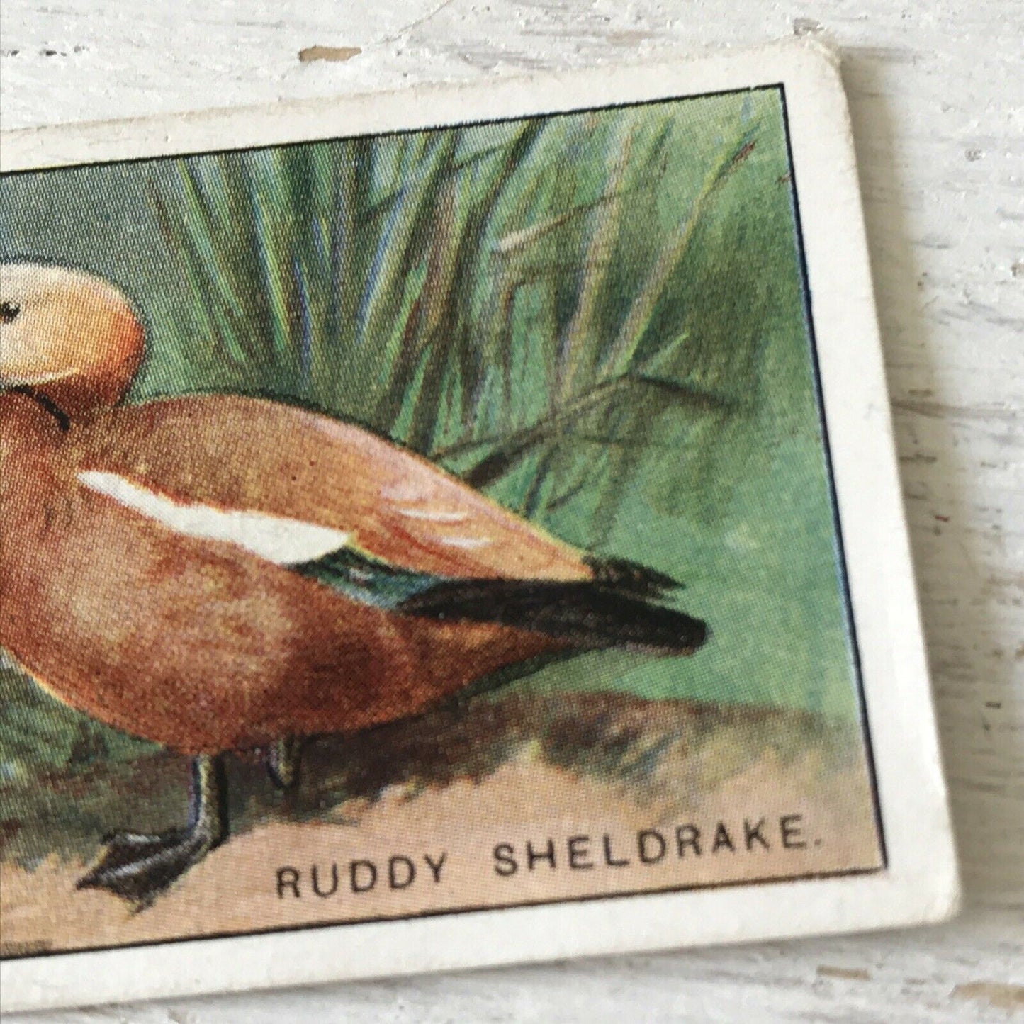 Players Cigarette Card Game Birds & Wild Fowl 40 Ruddy Sheldrake Duck Vintage