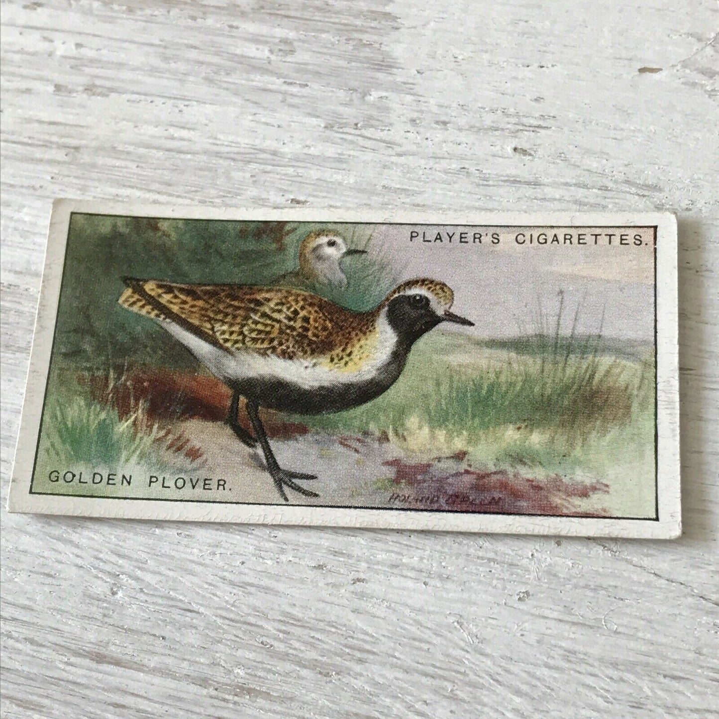 Players Cigarette Card Game Birds & Wild Fowl 31 Golden Plover Vintage Picture