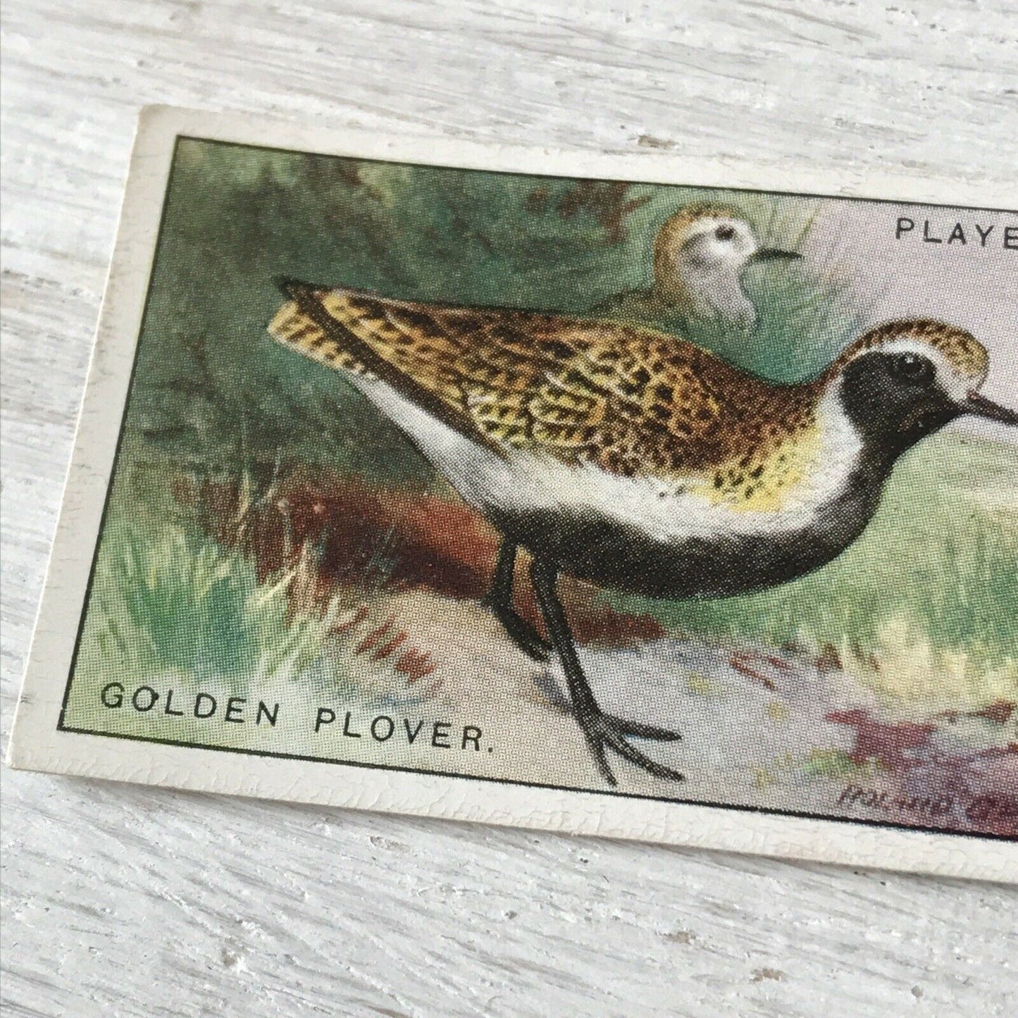 Players Cigarette Card Game Birds & Wild Fowl 31 Golden Plover Vintage Picture