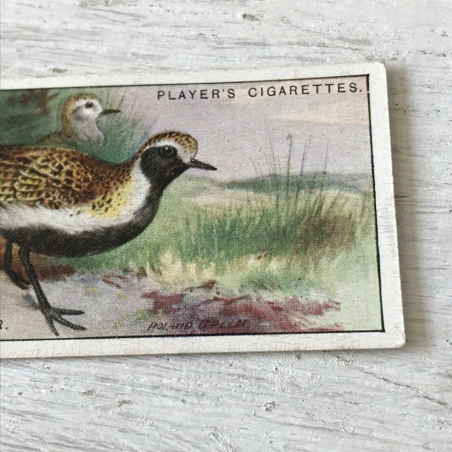 Players Cigarette Card Game Birds & Wild Fowl 31 Golden Plover Vintage Picture