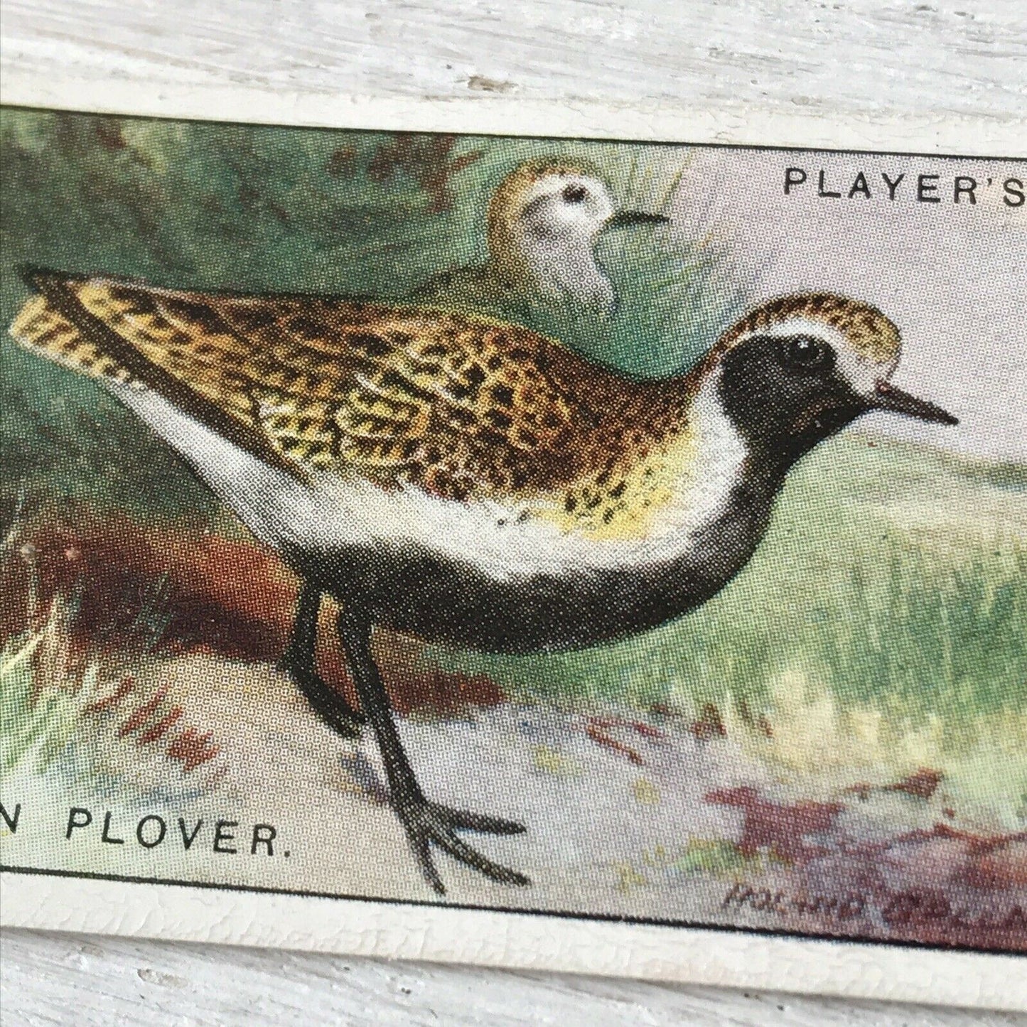 Players Cigarette Card Game Birds & Wild Fowl 31 Golden Plover Vintage Picture