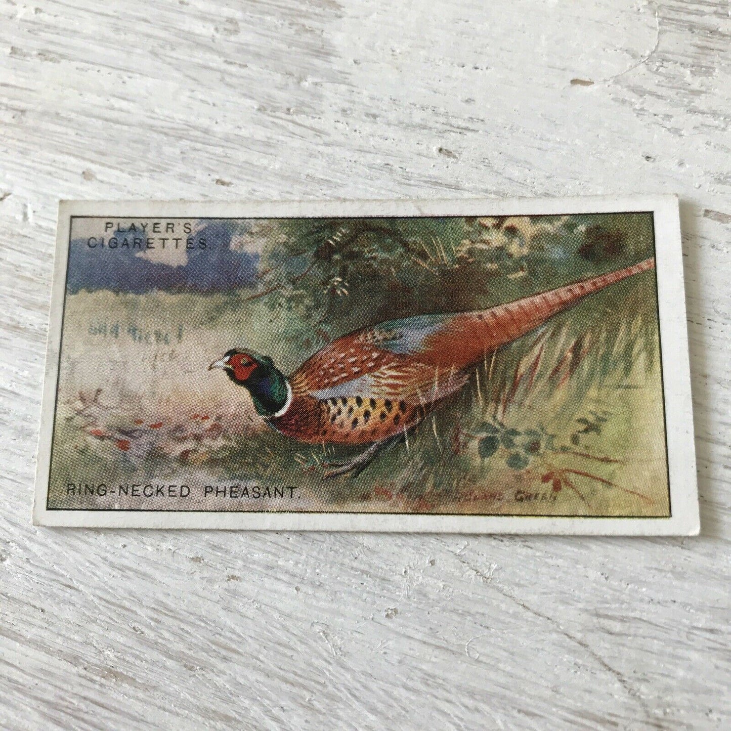 Players Cigarette Card Game Birds & Wild Game 28 Chinese Ring Necked Pheasant