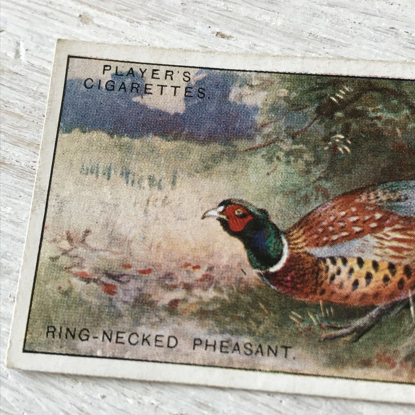 Players Cigarette Card Game Birds & Wild Game 28 Chinese Ring Necked Pheasant