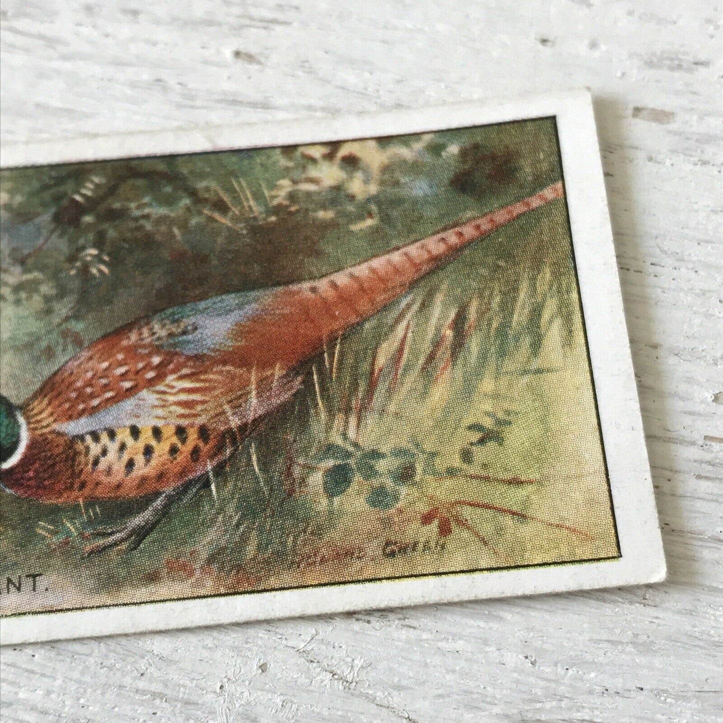 Players Cigarette Card Game Birds & Wild Game 28 Chinese Ring Necked Pheasant