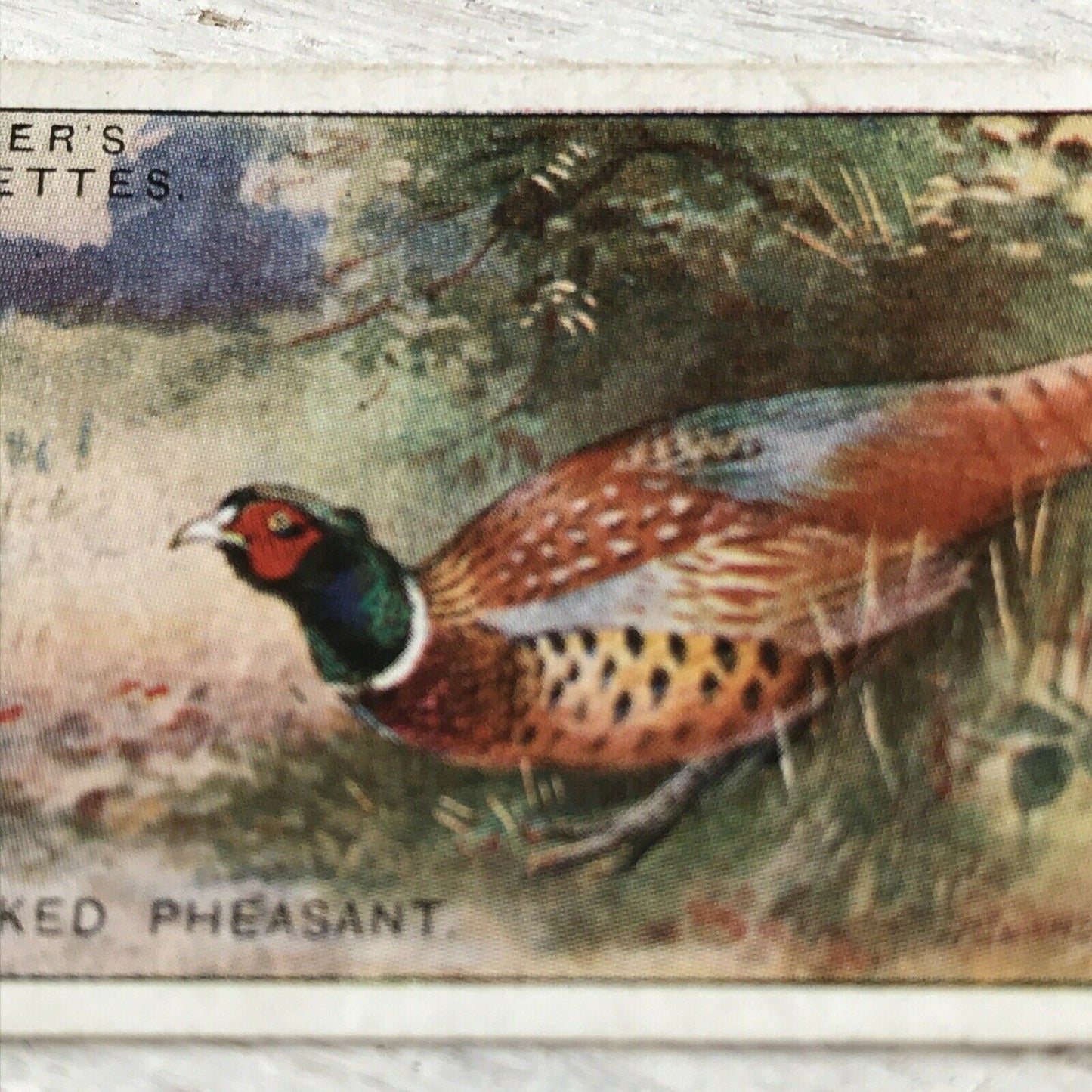 Players Cigarette Card Game Birds & Wild Game 28 Chinese Ring Necked Pheasant