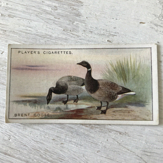 Players Cigarette Card Game Birds & Wild Game 17 Brent Goose Vintage Picture