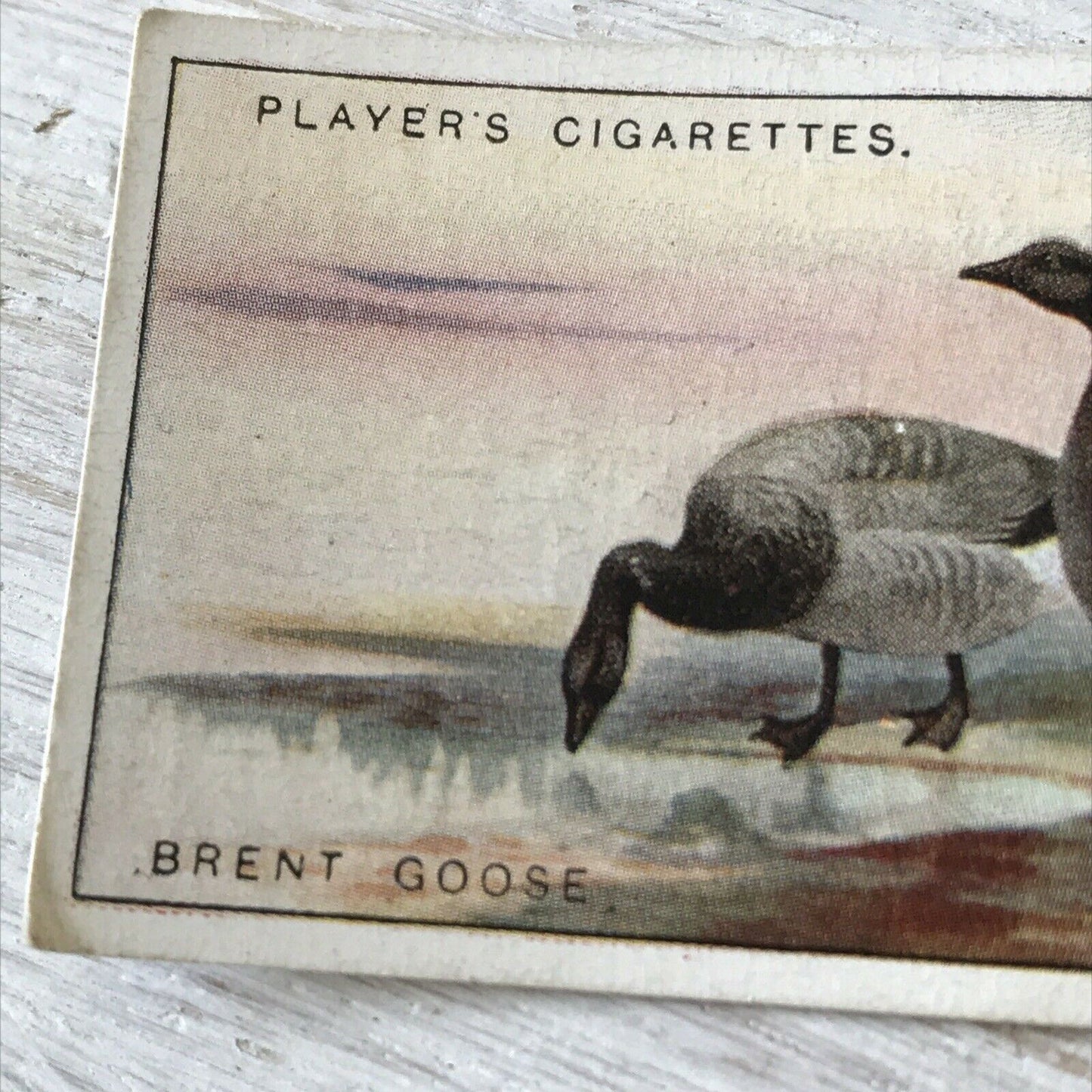 Players Cigarette Card Game Birds & Wild Game 17 Brent Goose Vintage Picture