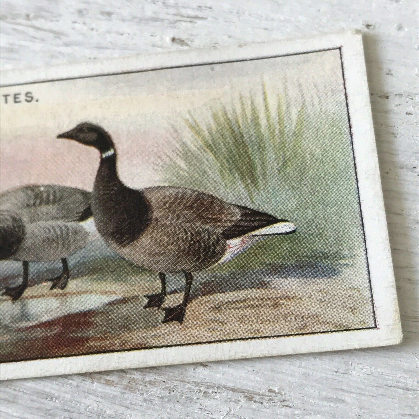 Players Cigarette Card Game Birds & Wild Game 17 Brent Goose Vintage Picture