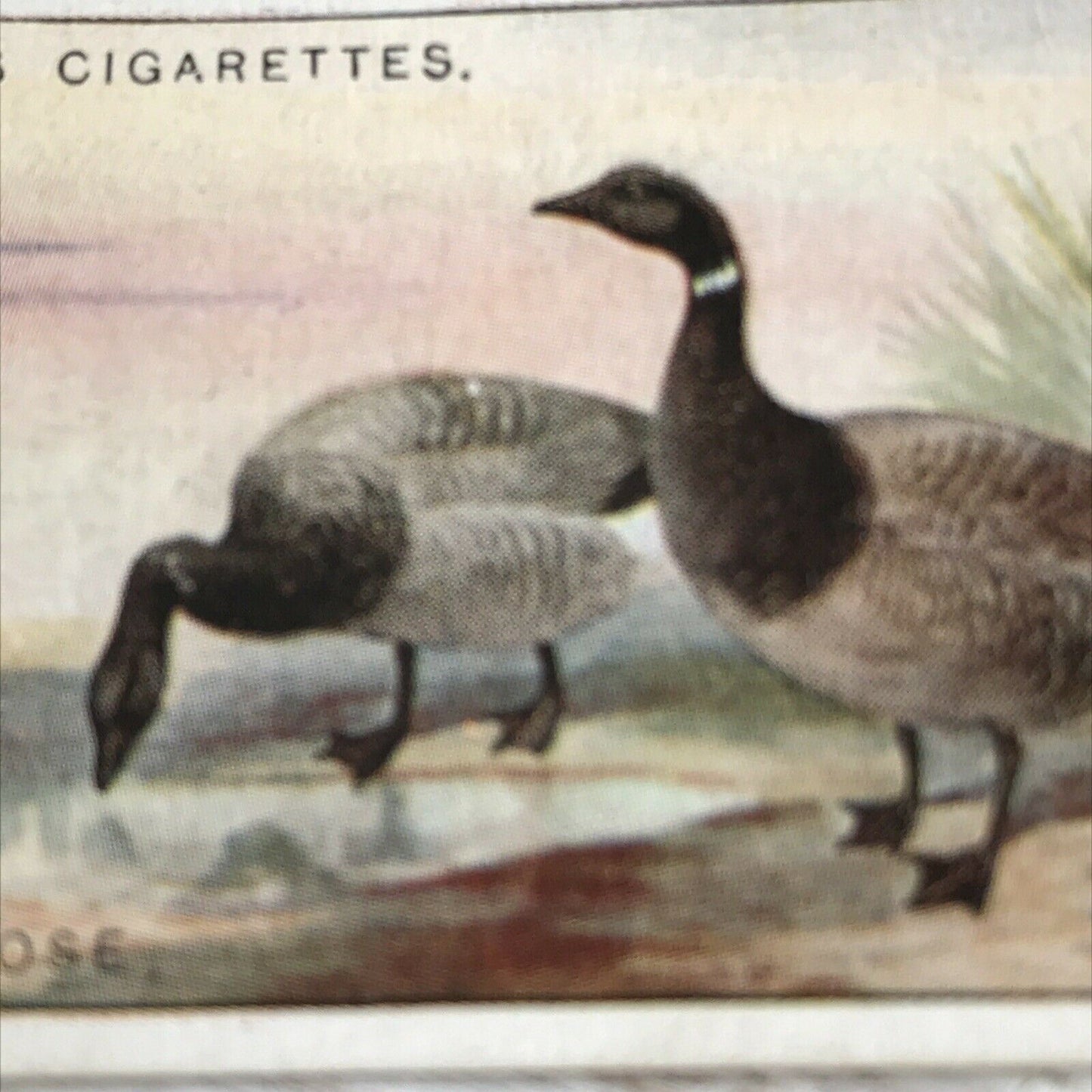 Players Cigarette Card Game Birds & Wild Game 17 Brent Goose Vintage Picture