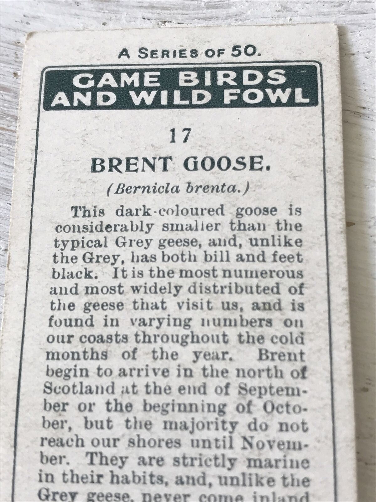 Players Cigarette Card Game Birds & Wild Game 17 Brent Goose Vintage Picture