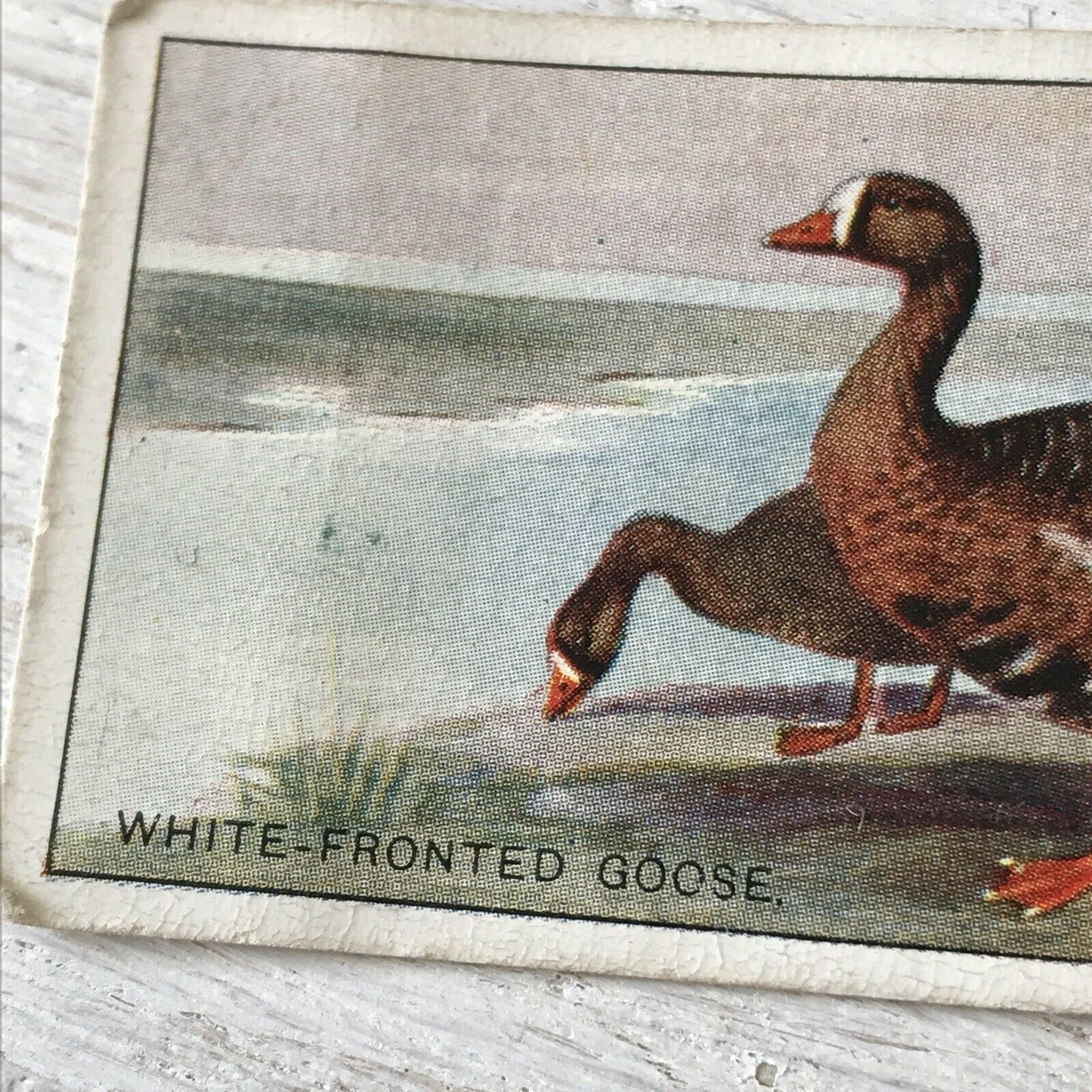 Players Cigarette Card Game Birds & Wild Game  21 White Fronted Goose Vintage