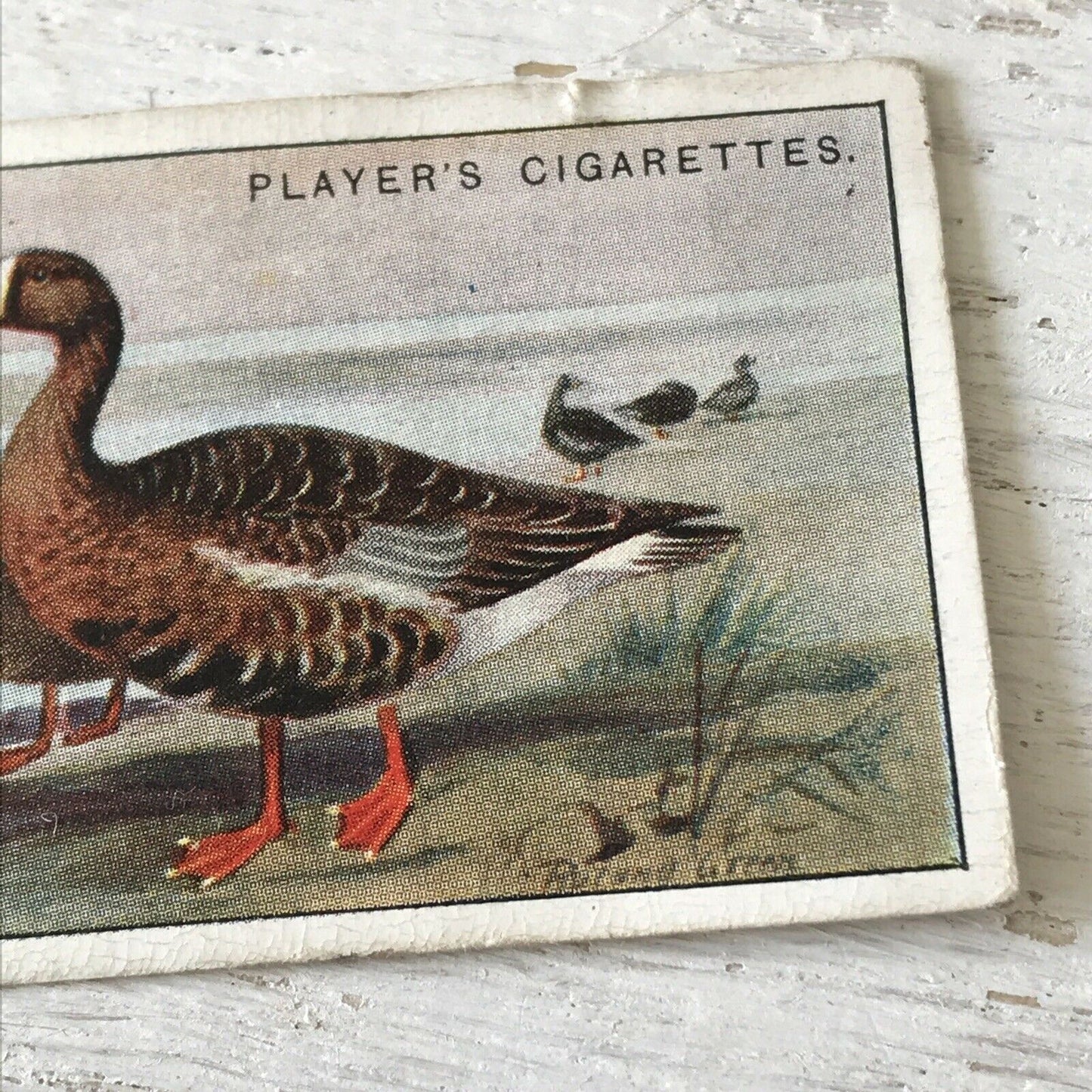 Players Cigarette Card Game Birds & Wild Game  21 White Fronted Goose Vintage