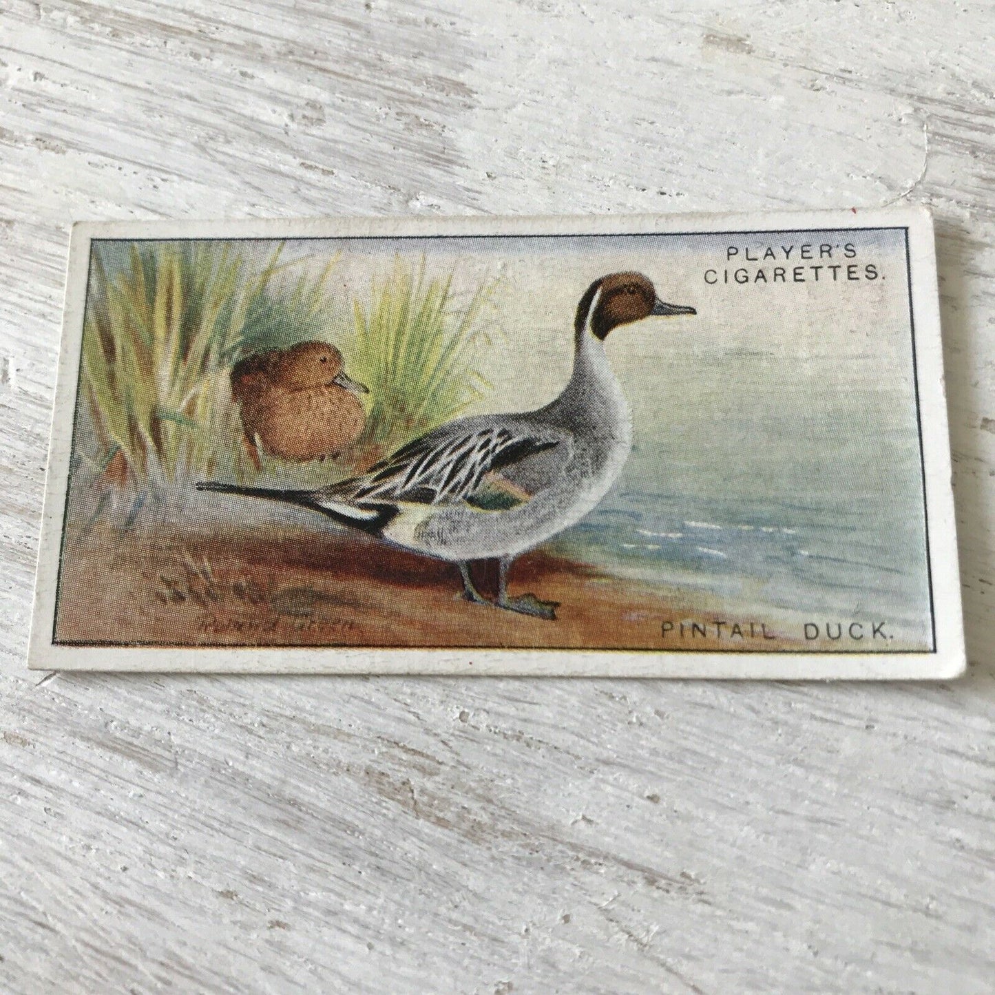 Players Cigarette Card Game Birds & Wild Game   6 Pintail Duck Sea Pheasant