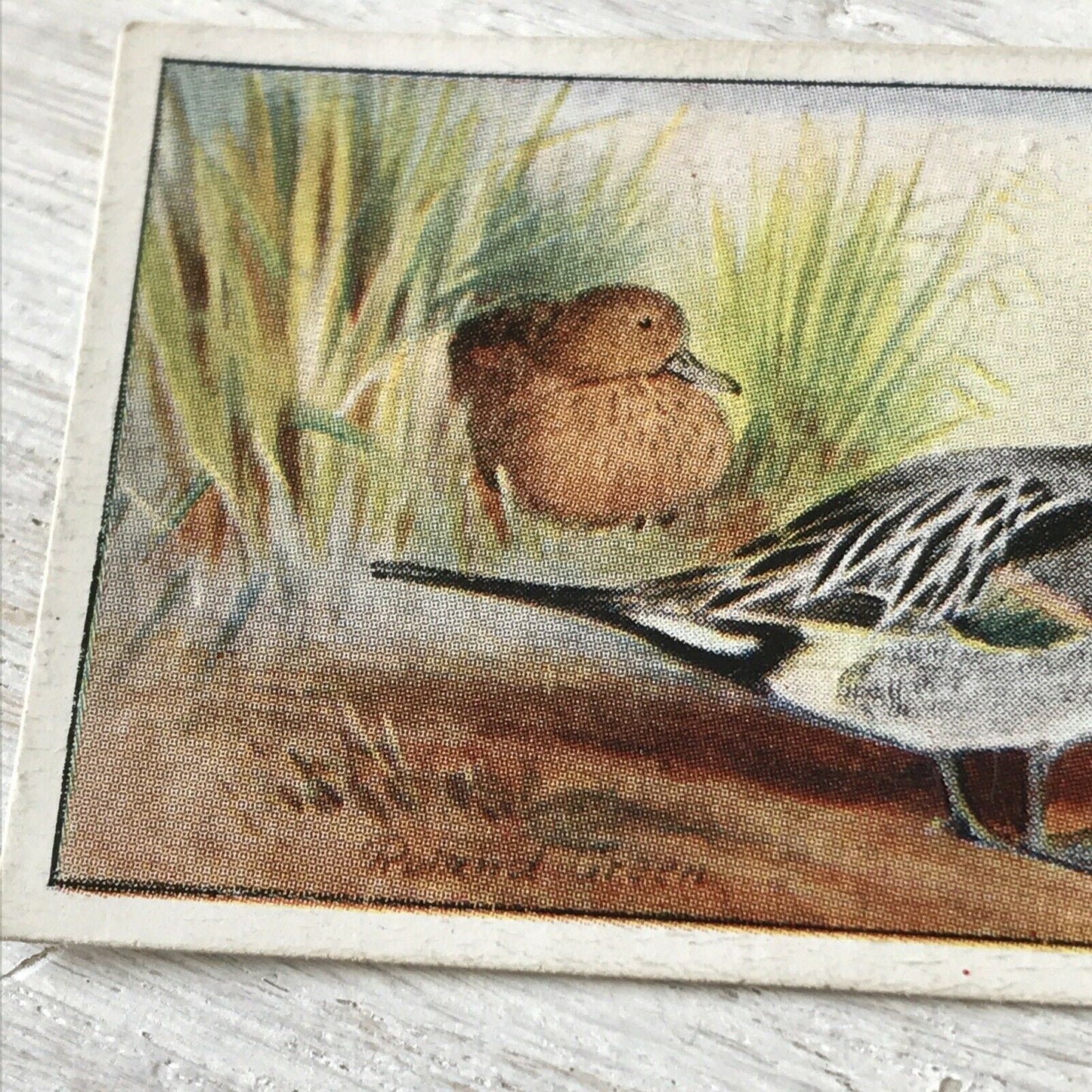 Players Cigarette Card Game Birds & Wild Game   6 Pintail Duck Sea Pheasant