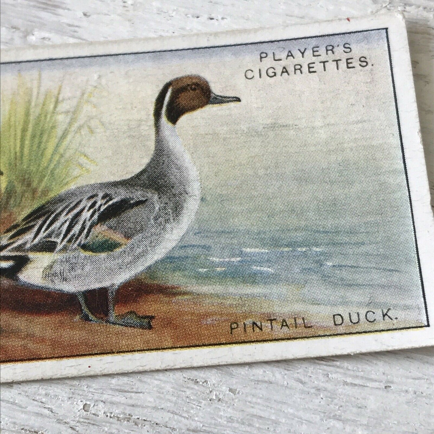 Players Cigarette Card Game Birds & Wild Game   6 Pintail Duck Sea Pheasant