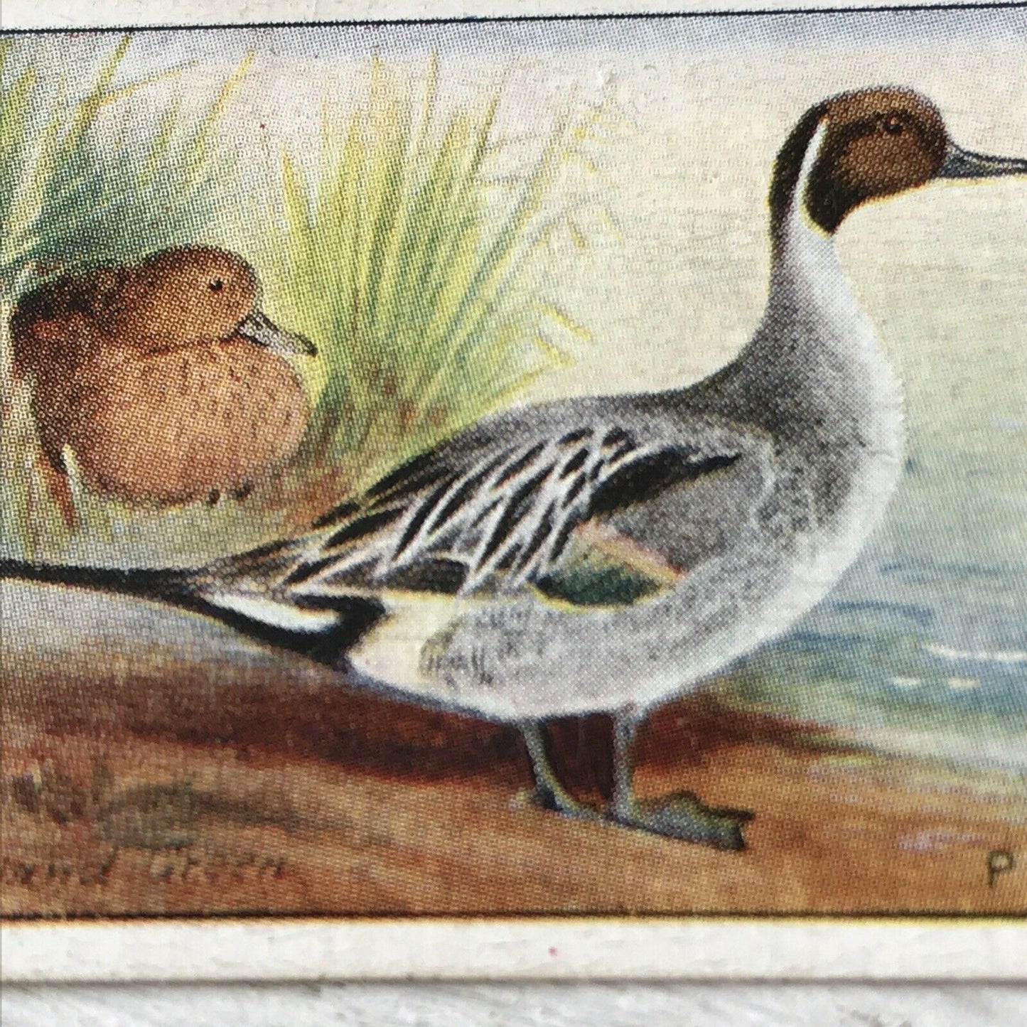 Players Cigarette Card Game Birds & Wild Game   6 Pintail Duck Sea Pheasant