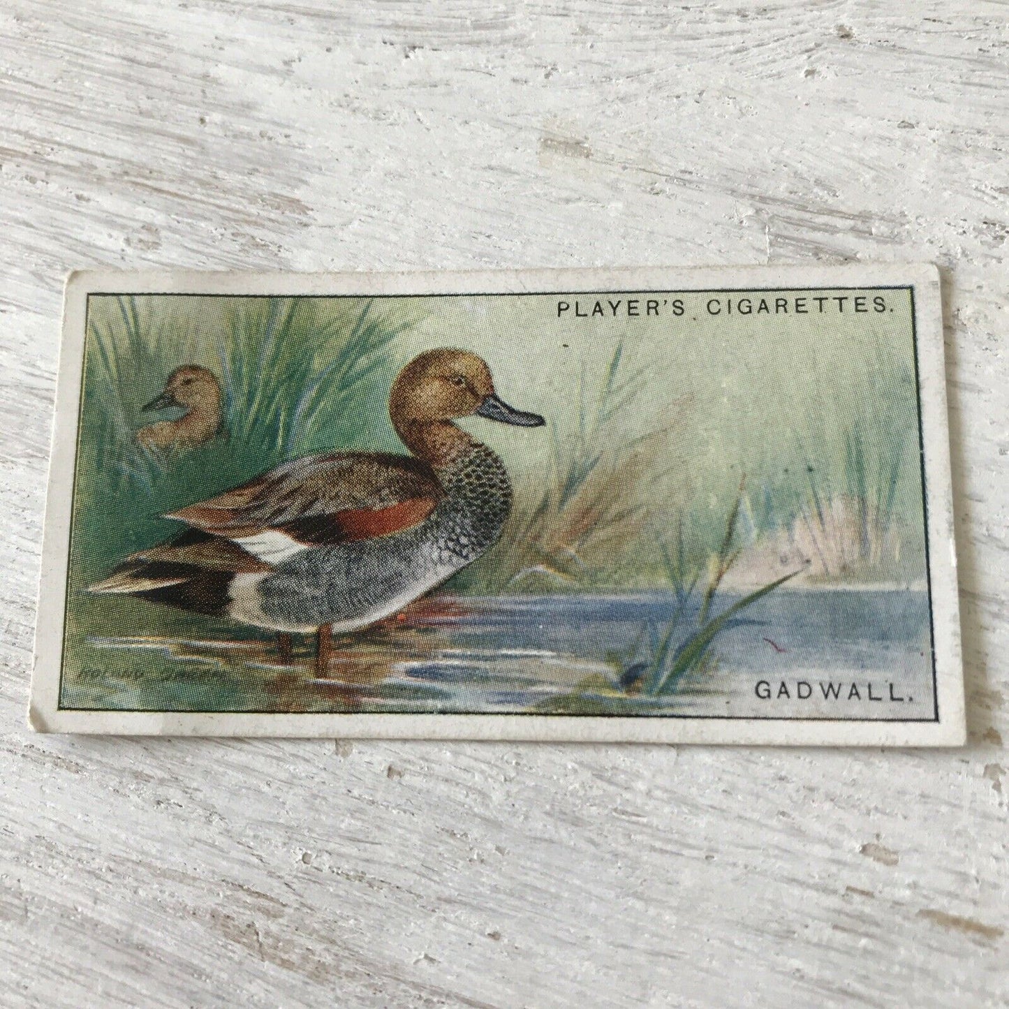 Players Cigarette Card Game Birds & Wild Game no. 11 Gadwall Duck Norfolk Vintage 1927